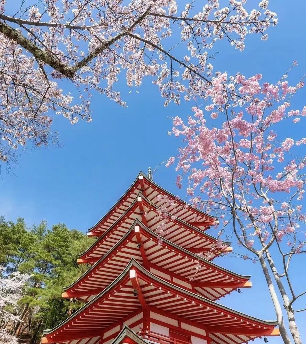 Mount Fuji Day Trip: Scenic Parks, Springs, and Photo Hotspots