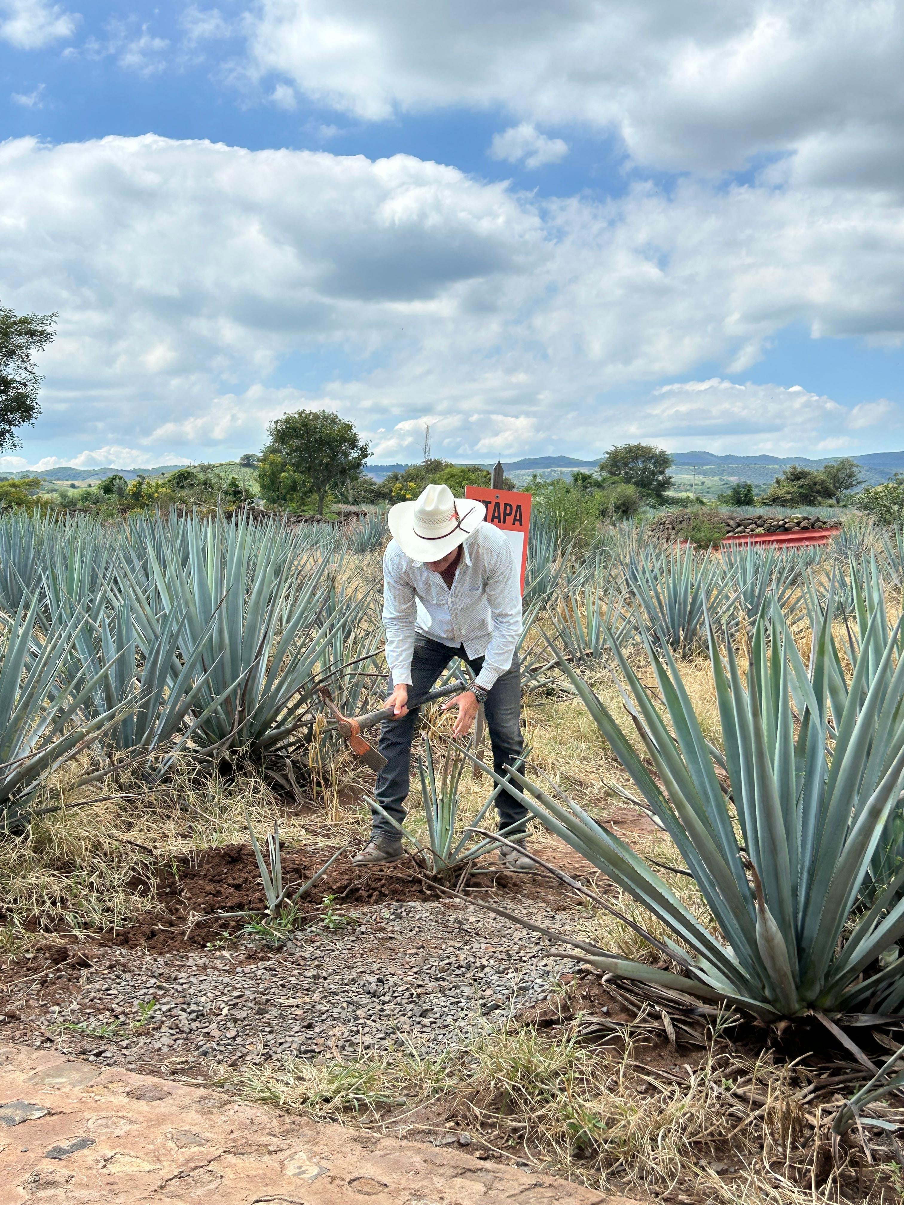 tequila tour in Guadalajara — Guadalajara: Premium Tequila Tour with Tastings and Pairings - 2026 (Verified Reviews)