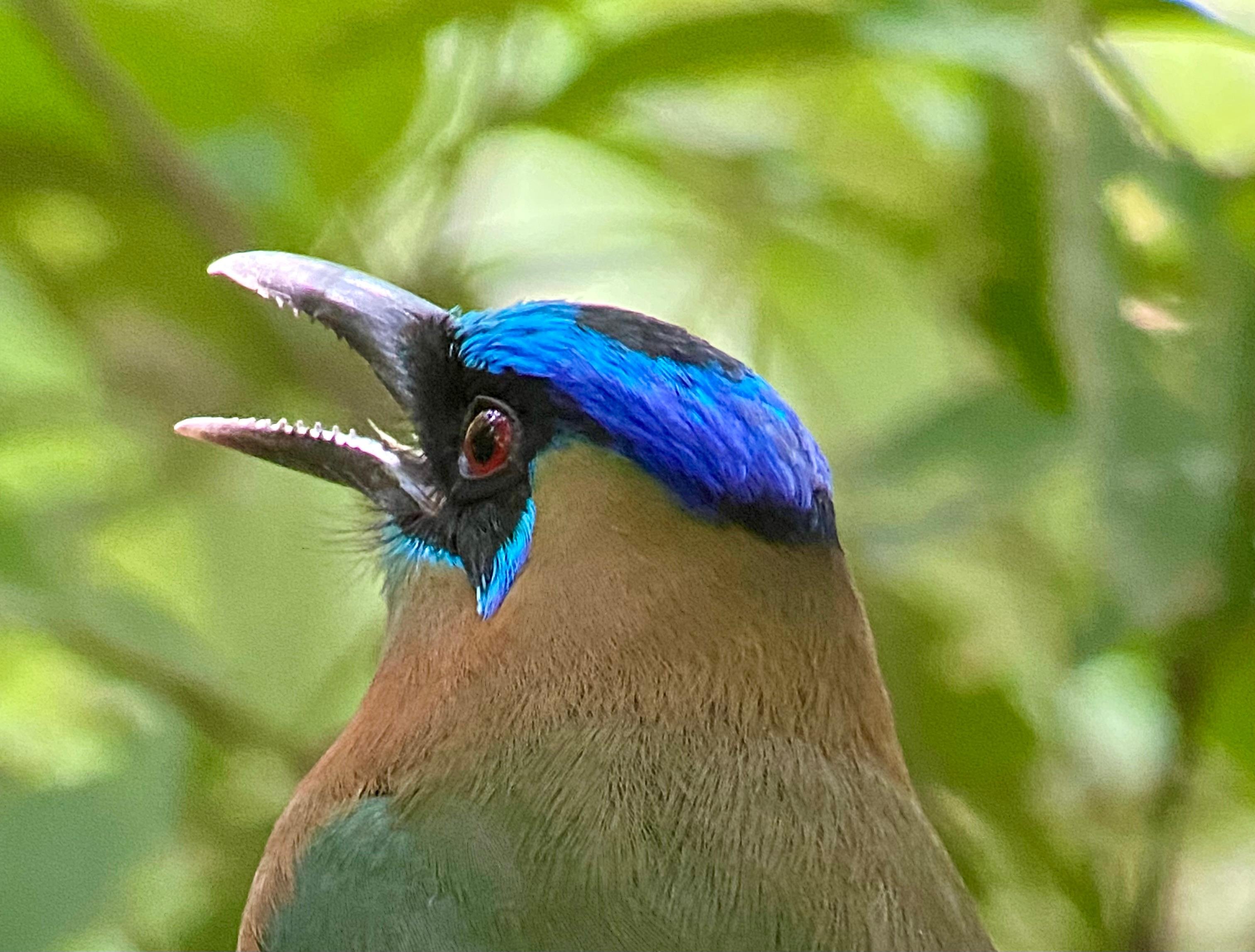 Manuel Antonio National Park: Naturalist-Led Wildlife Walking Tour