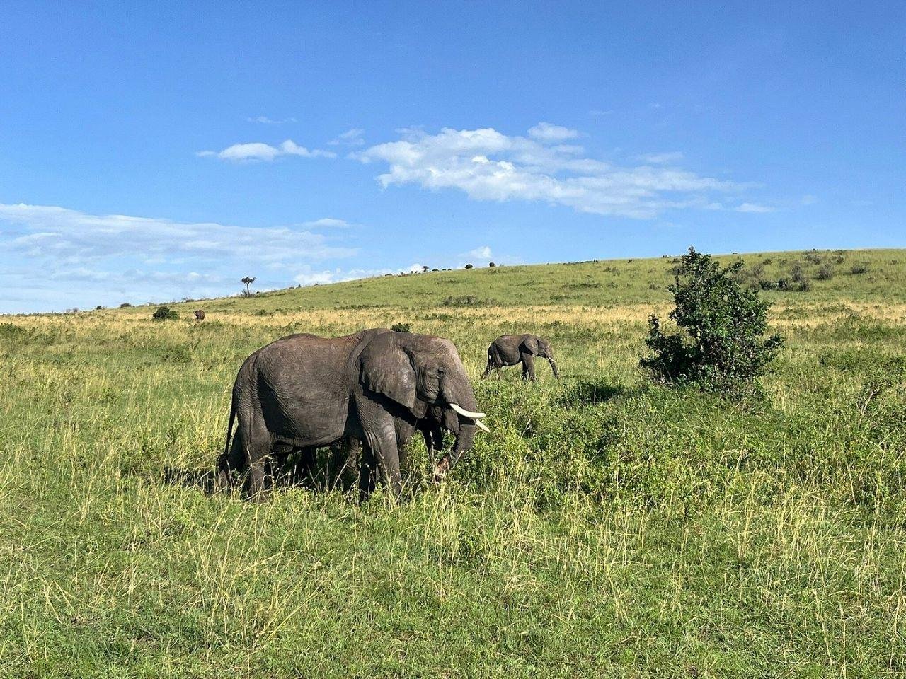 3-Day Maasai Mara Shared Jeep Safari from Nairobi