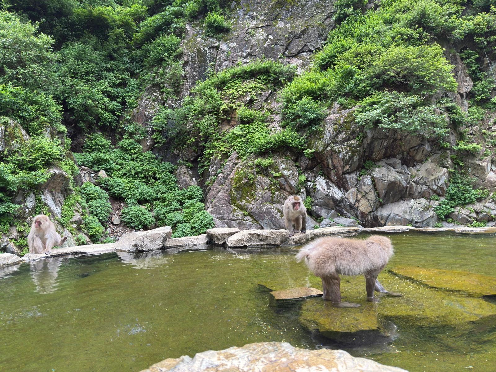 Nagano Snow Monkeys, Soba & Shibu Onsen Half-Day Tour