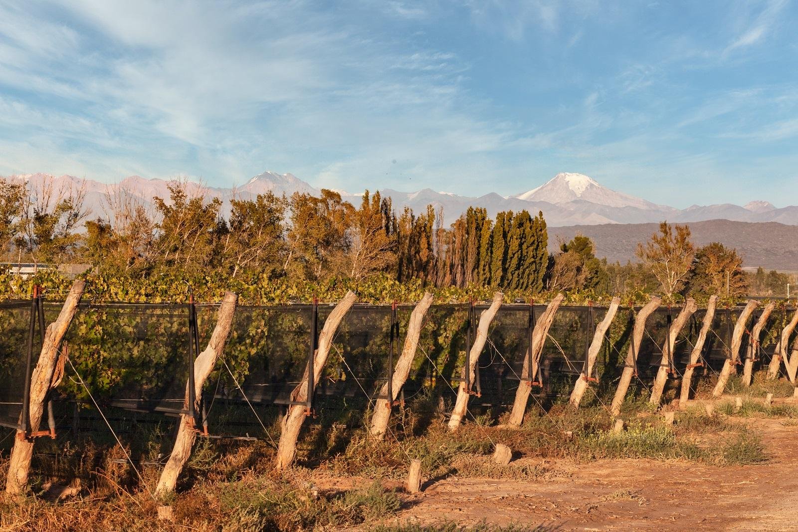 Luján de Cuyo Wine Tour: 3 Estates with Tastings & Lunch