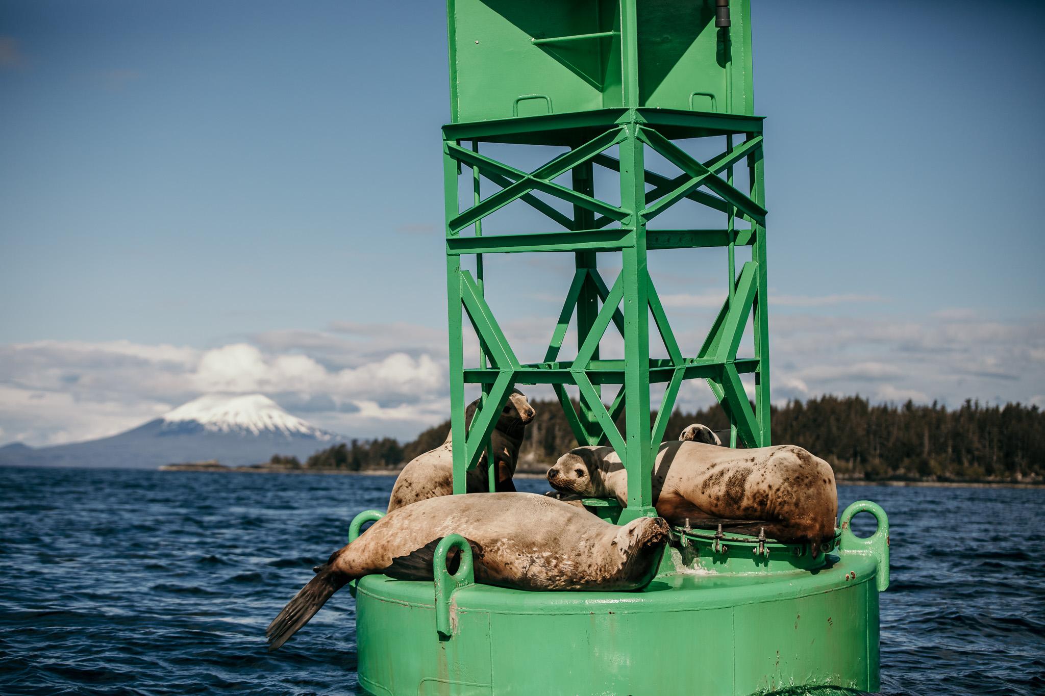 whale watching in Sitka — photo 3