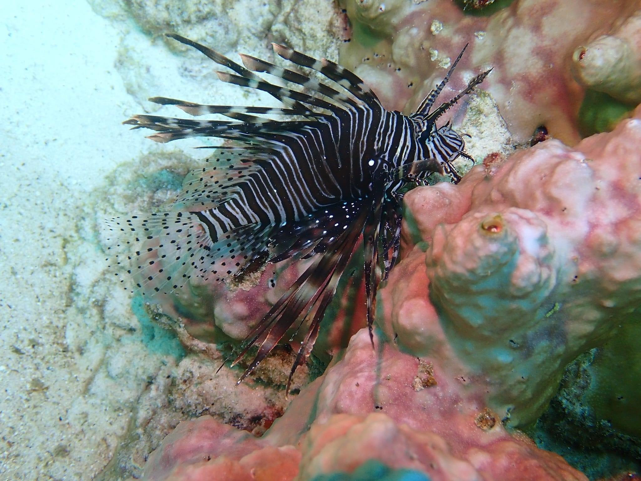 Phuket: Racha & Maiton Islands Scuba Diving for All Levels