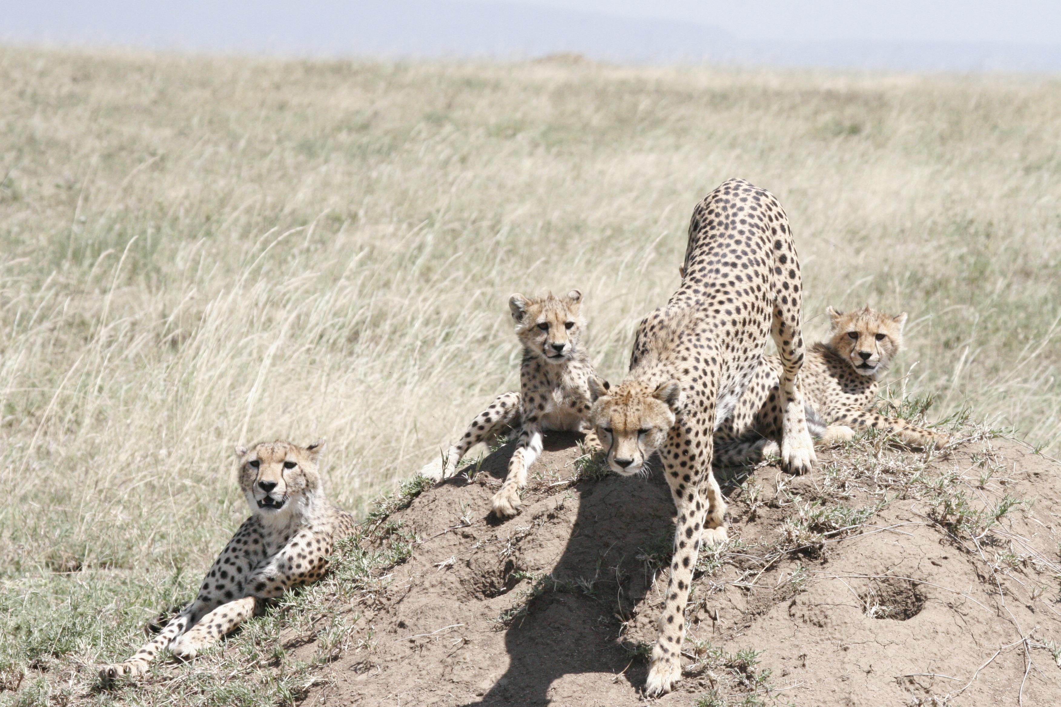 3-Day Tarangire & Ngorongoro Crater Safari from Arusha