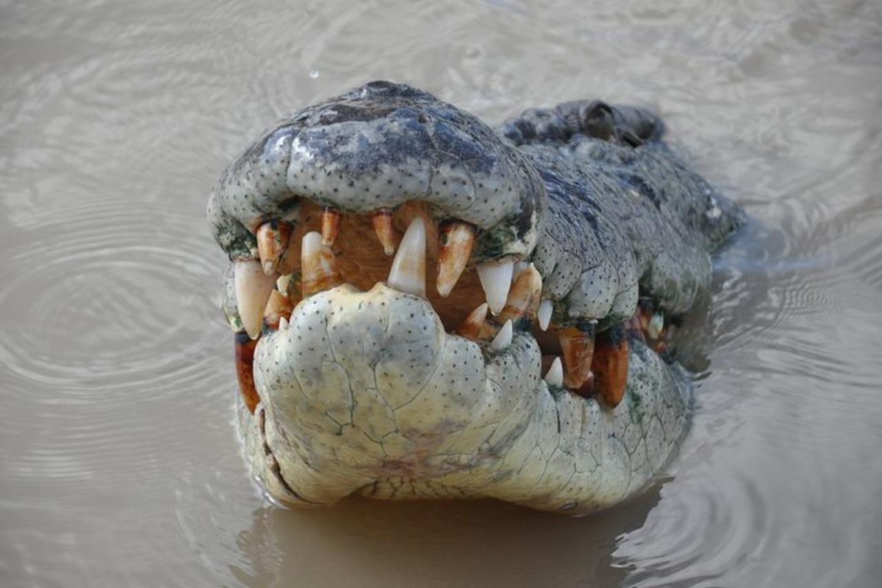 Adelaide River Crocodile Cruise & Wetlands Tour from Darwin