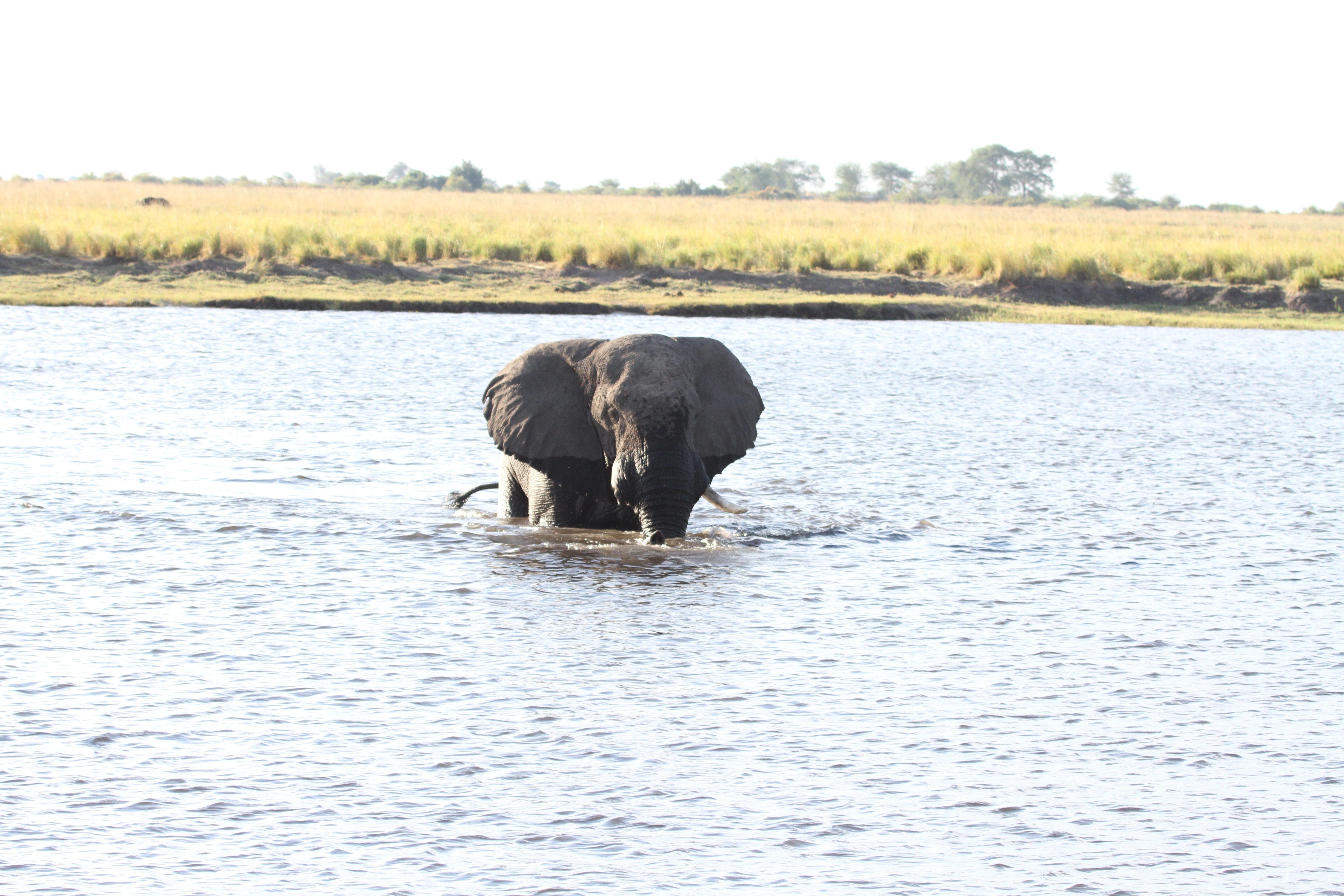 Zambezi River Sunset Cruise at Victoria Falls