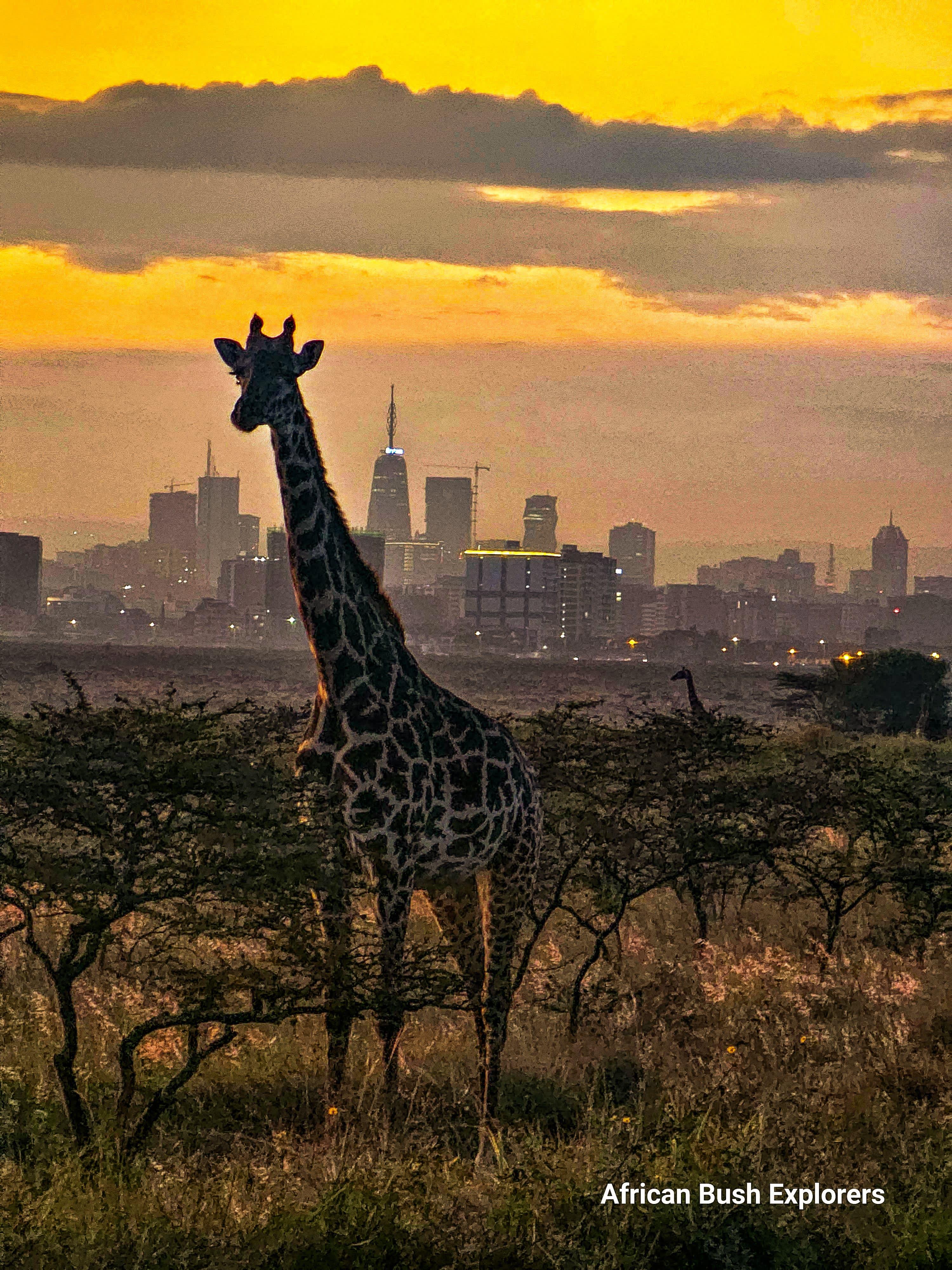 Private Nairobi National Park Safari with Onboard Wi-Fi