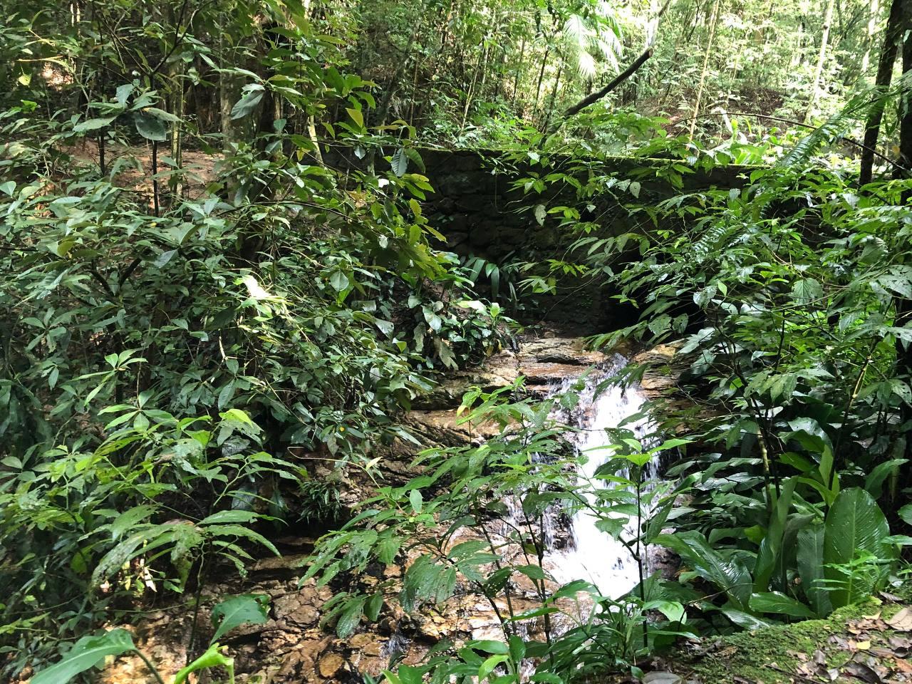 Tijuca National Park Rainforest Hike