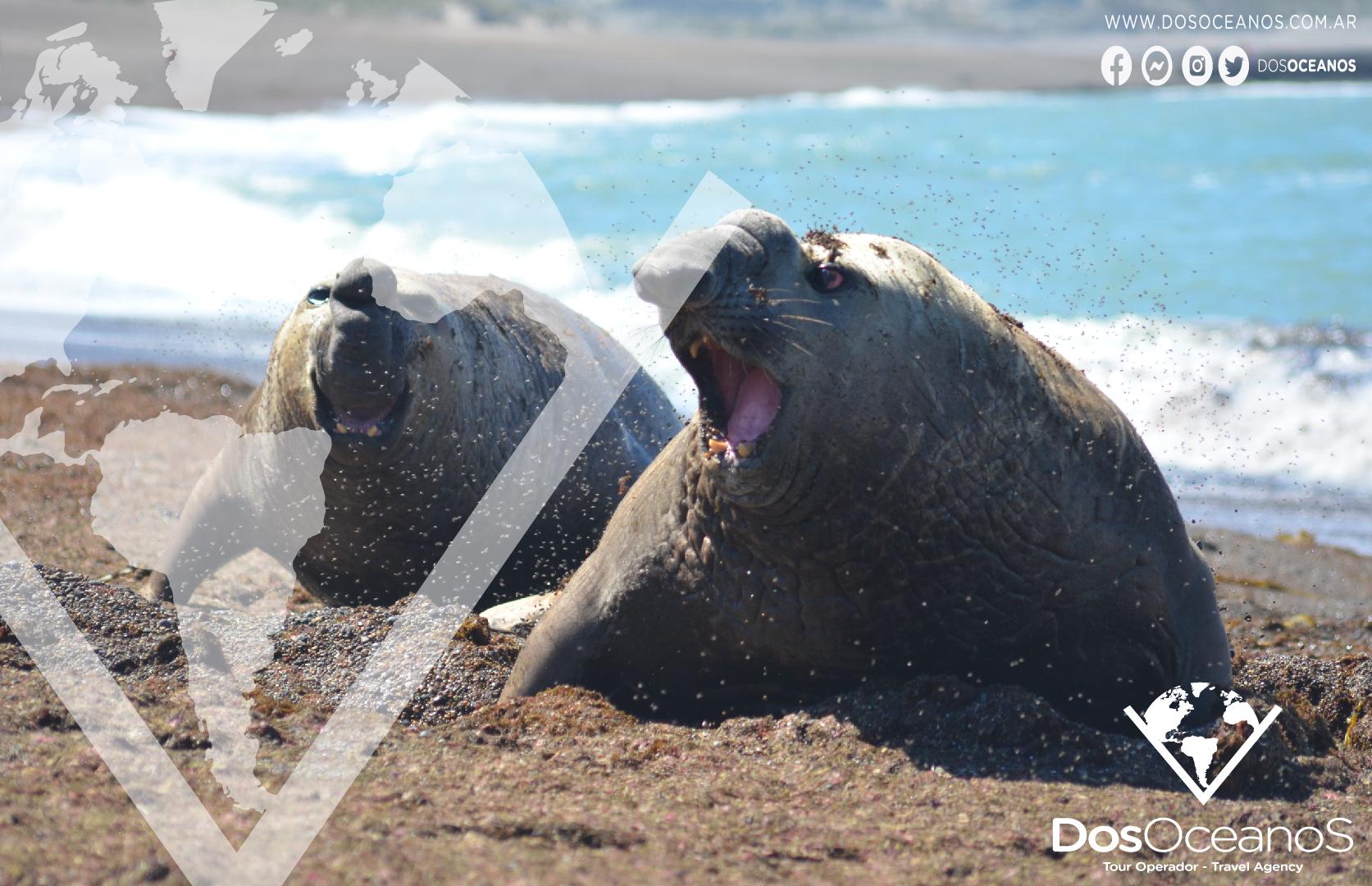 Valdés Peninsula Wildlife Safari