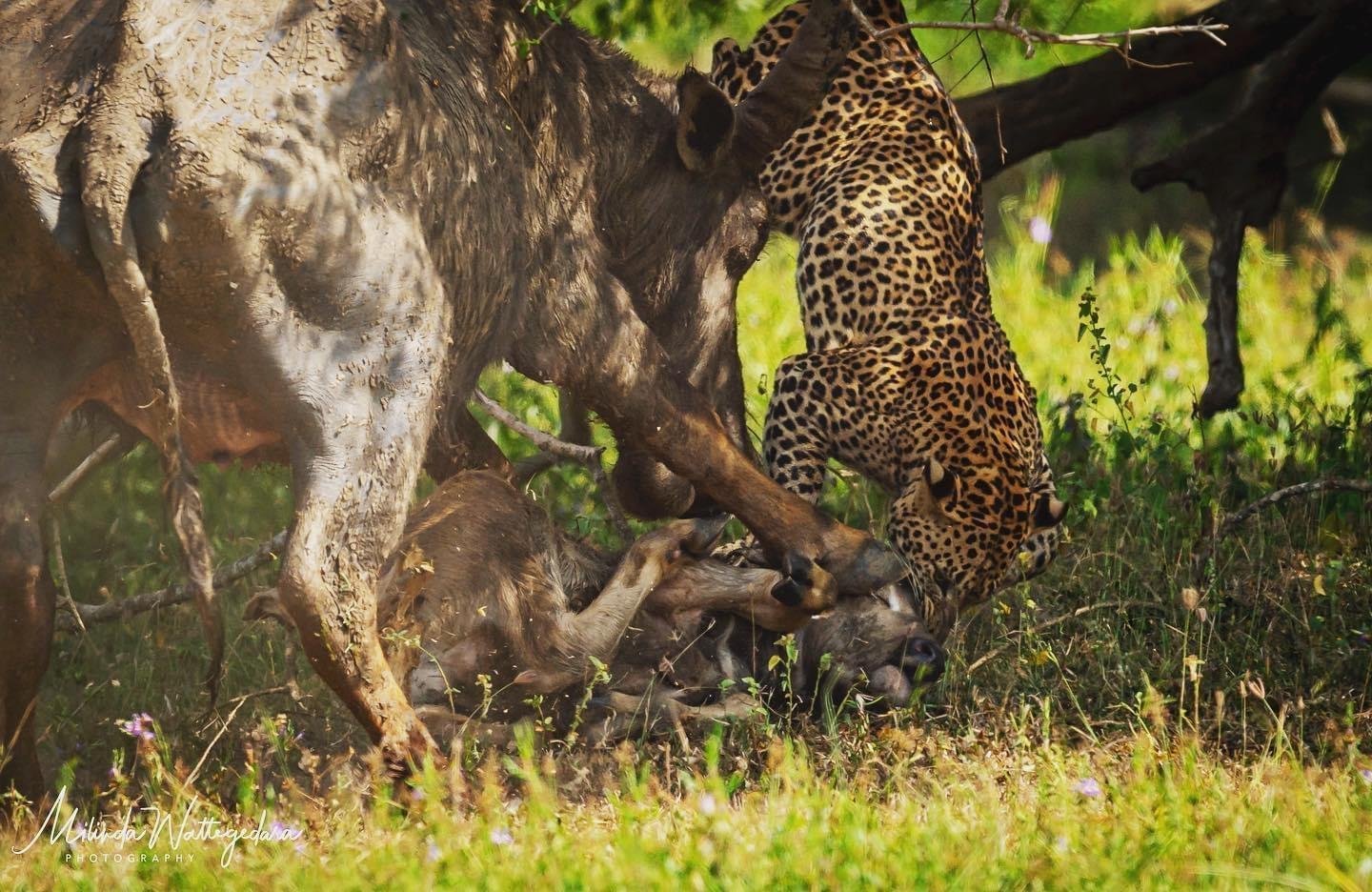 Private Yala National Park Safari with All-Inclusive Transfers