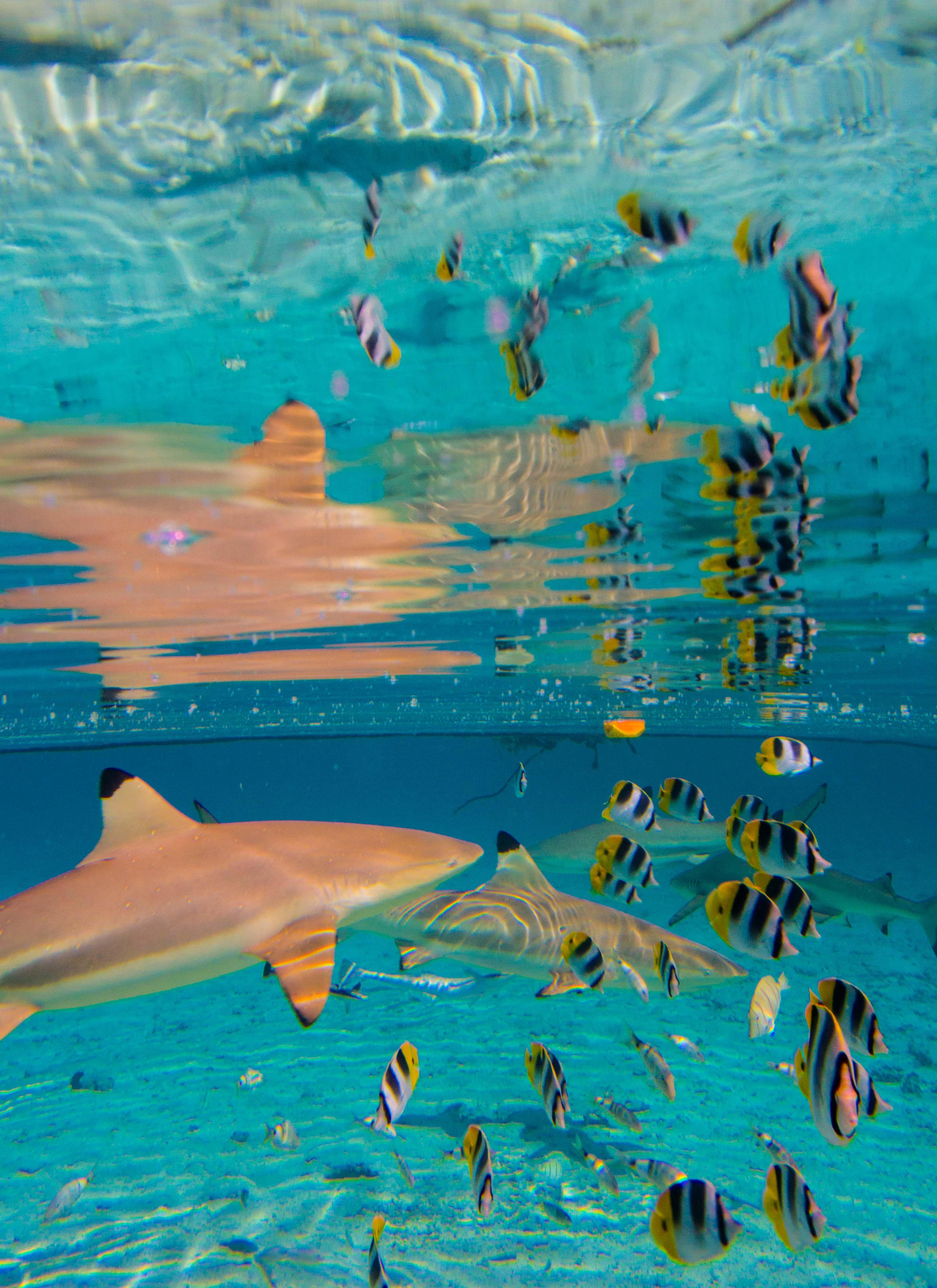 Bora Bora Lagoon Snorkeling Adventure