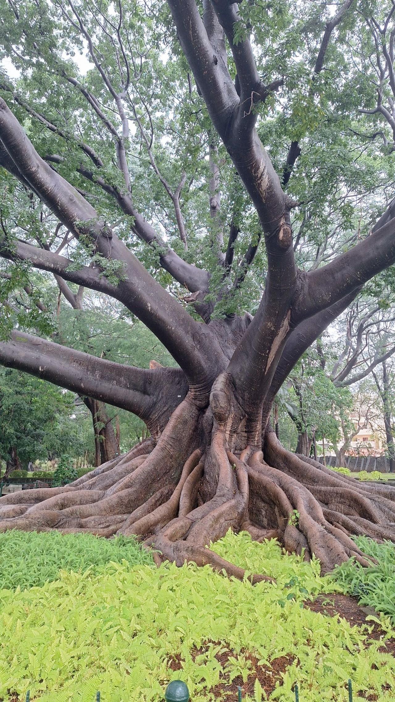 Lalbagh Botanical Garden Guided Discovery Tour