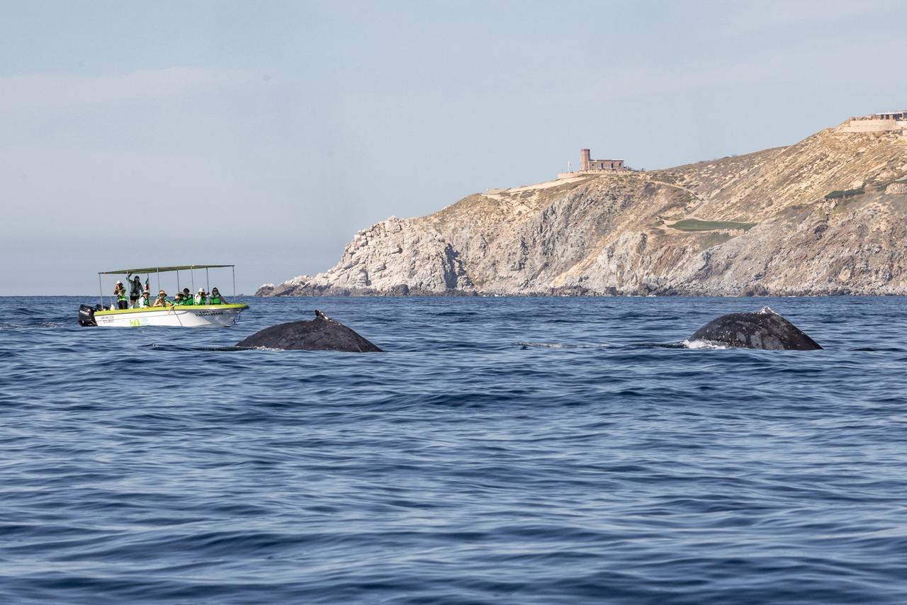 Cabo Whale Watching with All-Female Crew & Marine Biologist