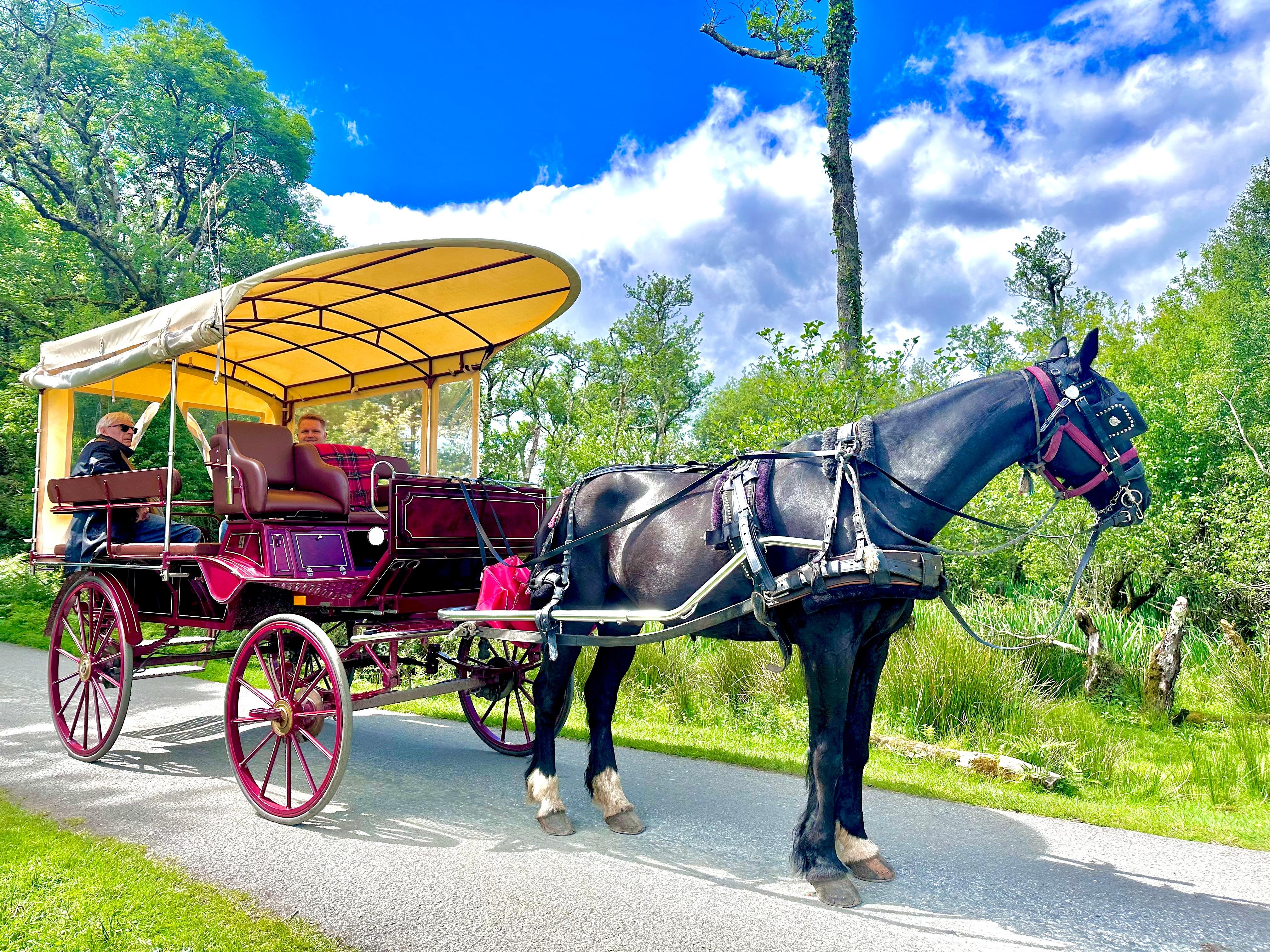 Private Horse-Drawn Carriage Tour of Killarney National Park