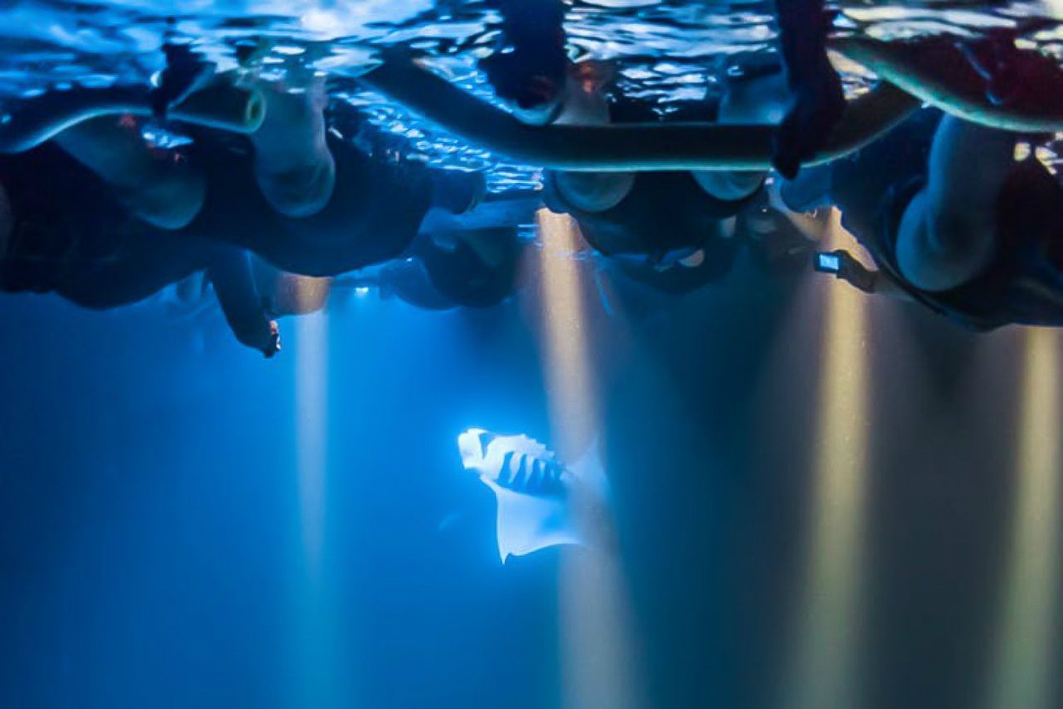 Big Island: Night Swim with Manta Ray with Hot Chocolate - 2026 (Verified Reviews)