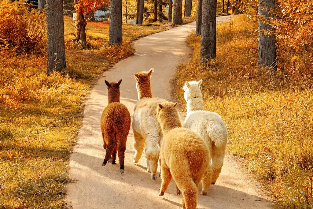 Alpaca World & Nami Island Day Trip from Seoul