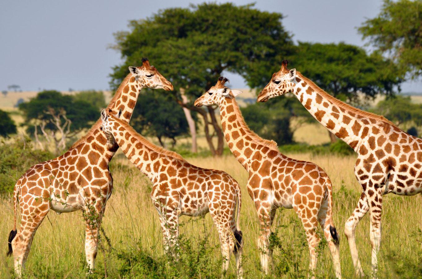 Durban Half-Day Safari: Tala Game Reserve & Phezulu Cultural Experience