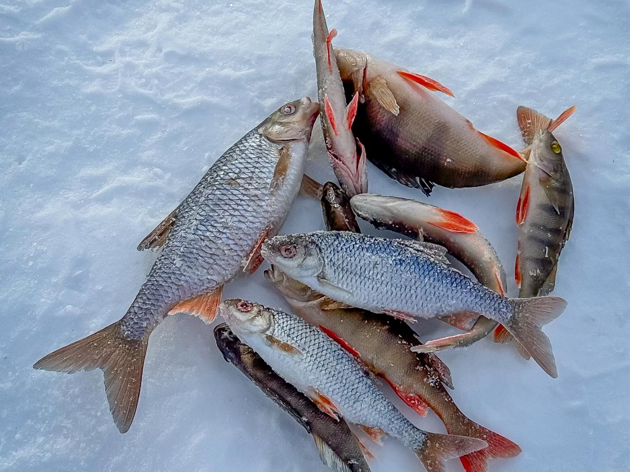 Rovaniemi Private Lake Ice Fishing & Arctic BBQ