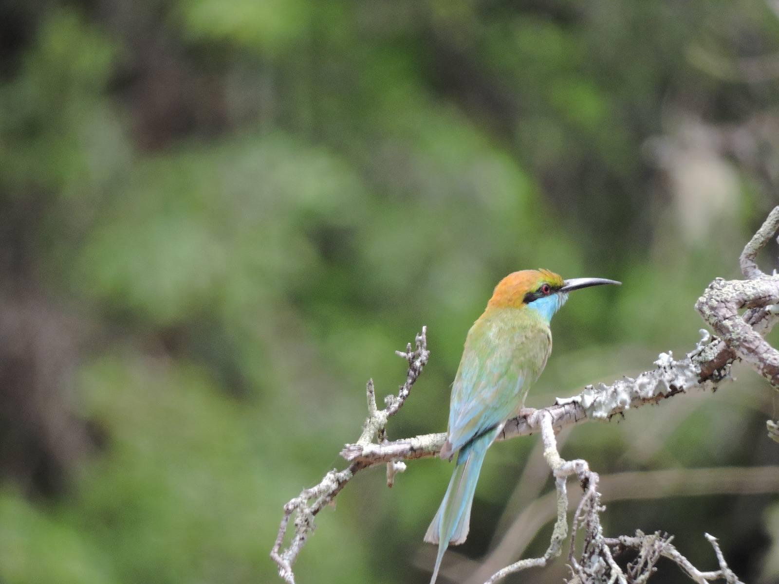 Full-Day Wilpattu National Park Leopard Safari from Anuradhapura
