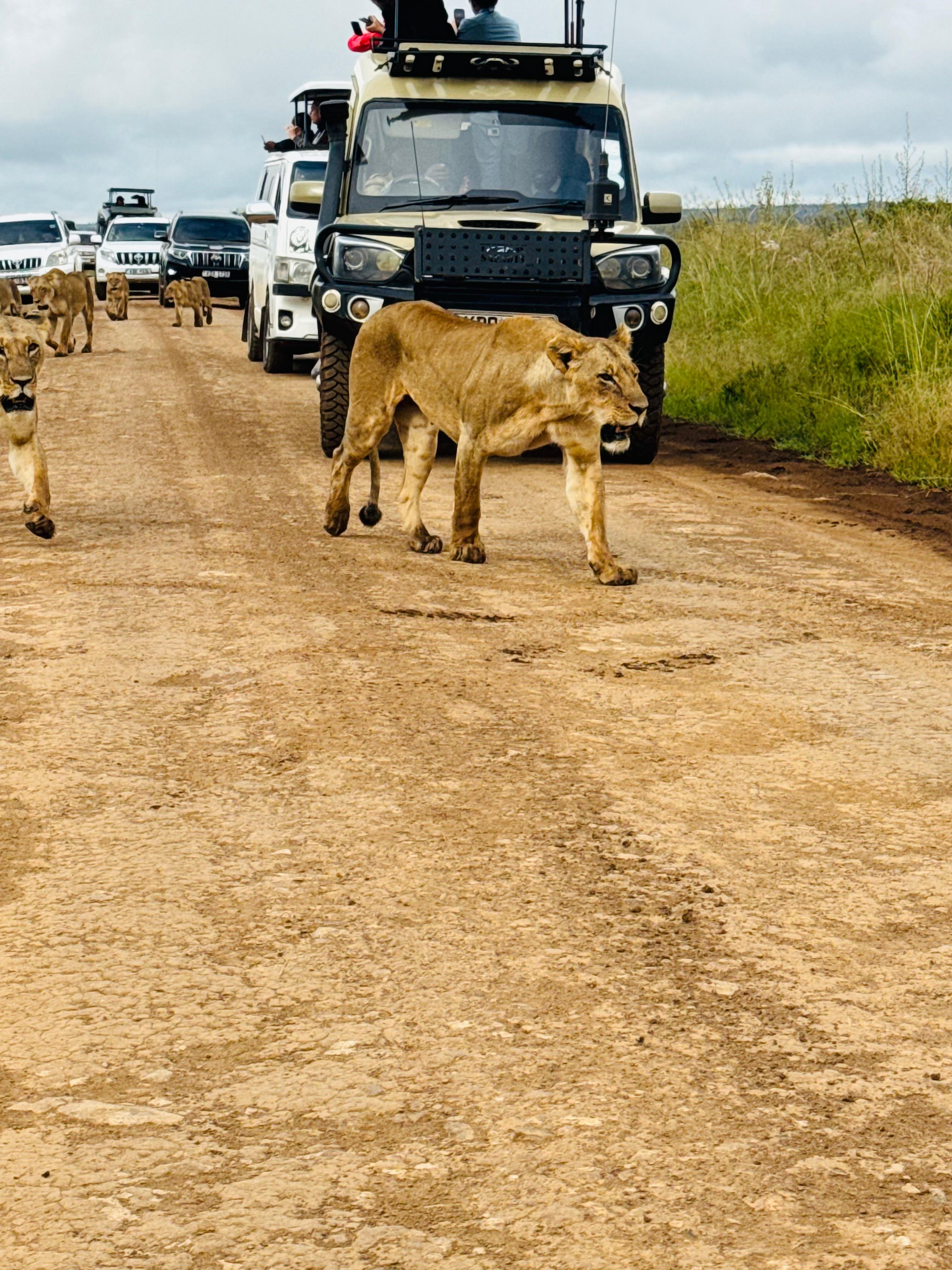 3-Day Masai Mara Safari Adventure from Nairobi