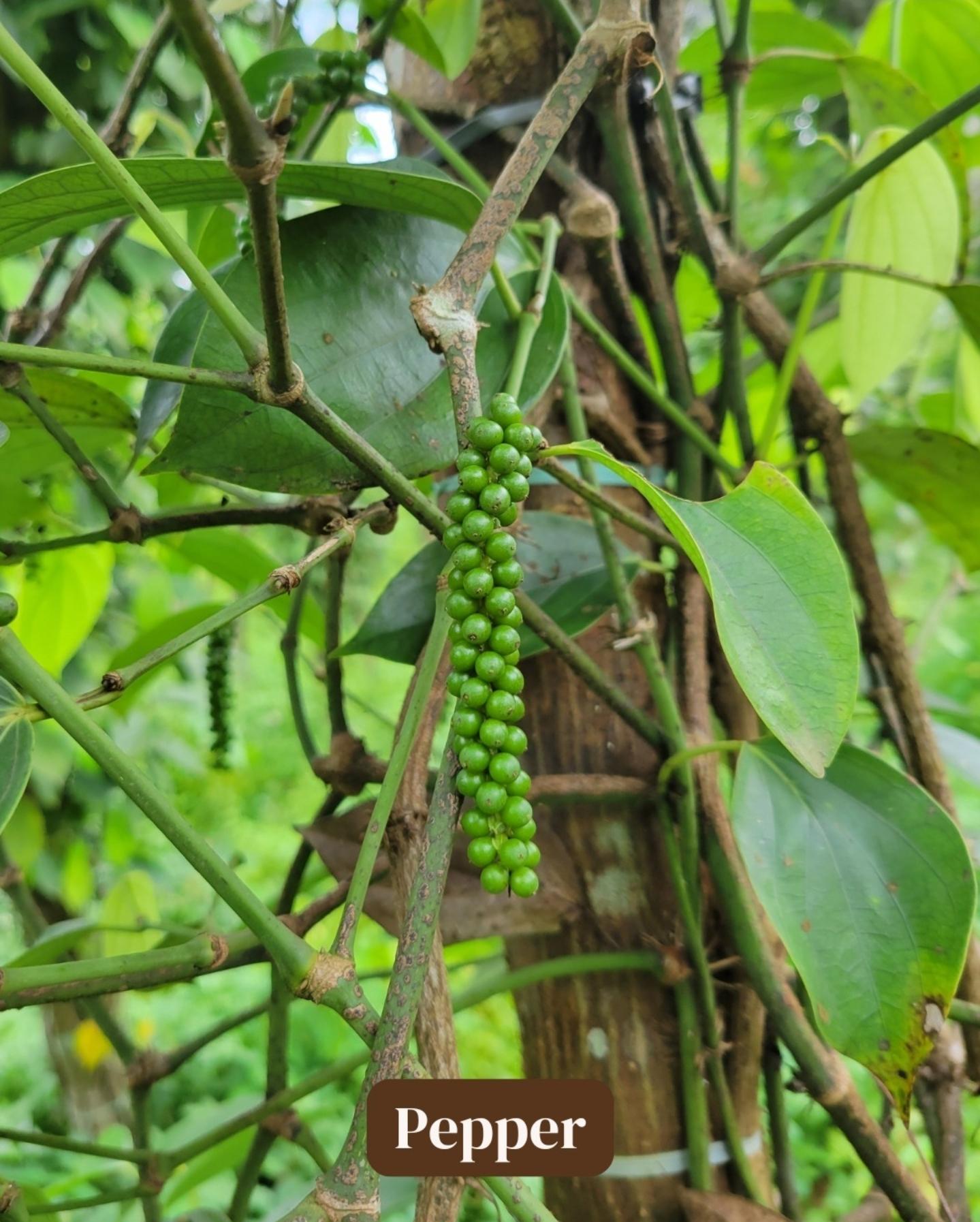Zanzibar Full-Day: Stone Town, Spice Farm & Prison Island with Lunch