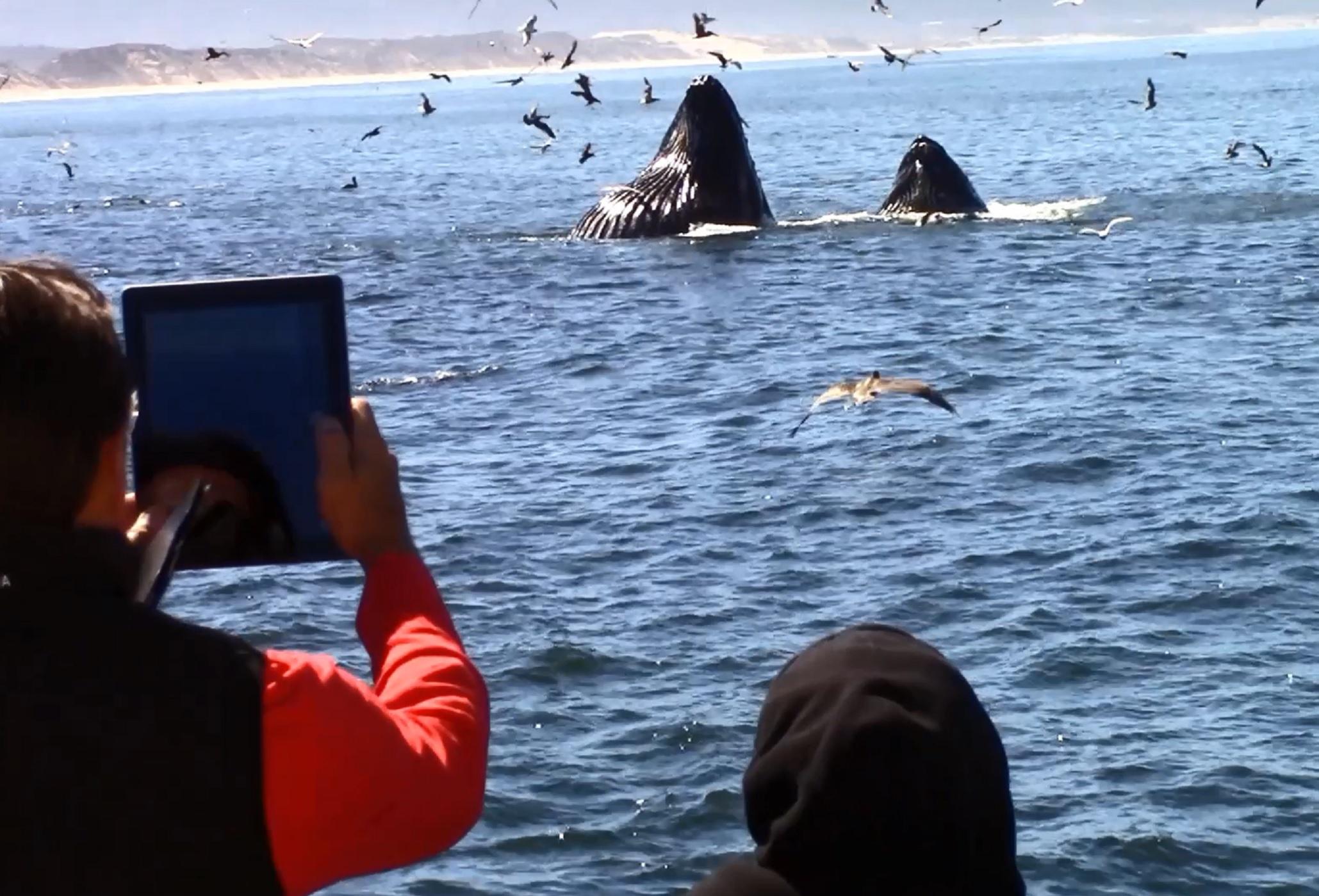 Monterey: Monterey Bay Dolphin and Whale Watching Boat Tour - 2026 (Verified Reviews)