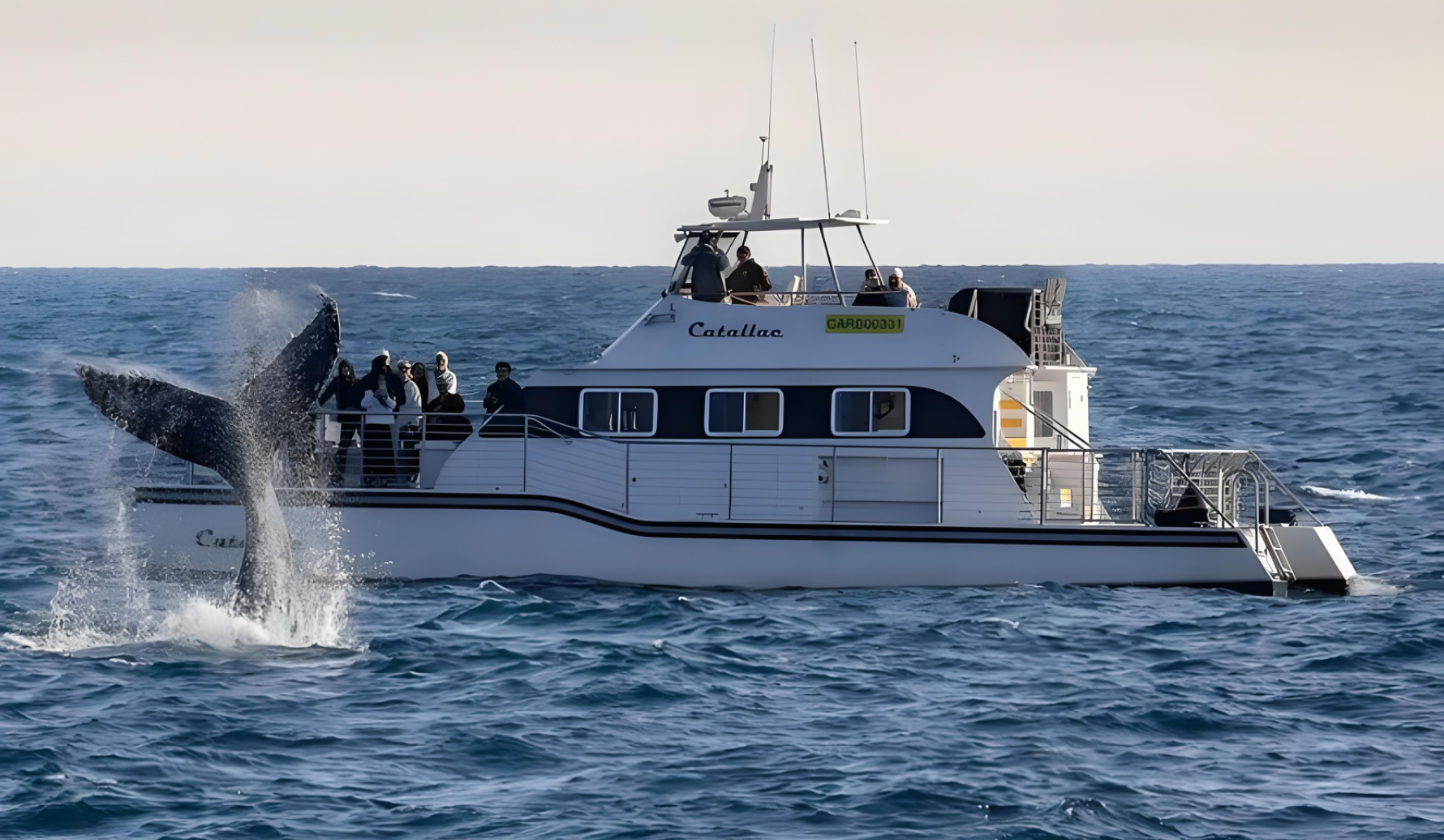 Newport Beach Whale Watching Cruise