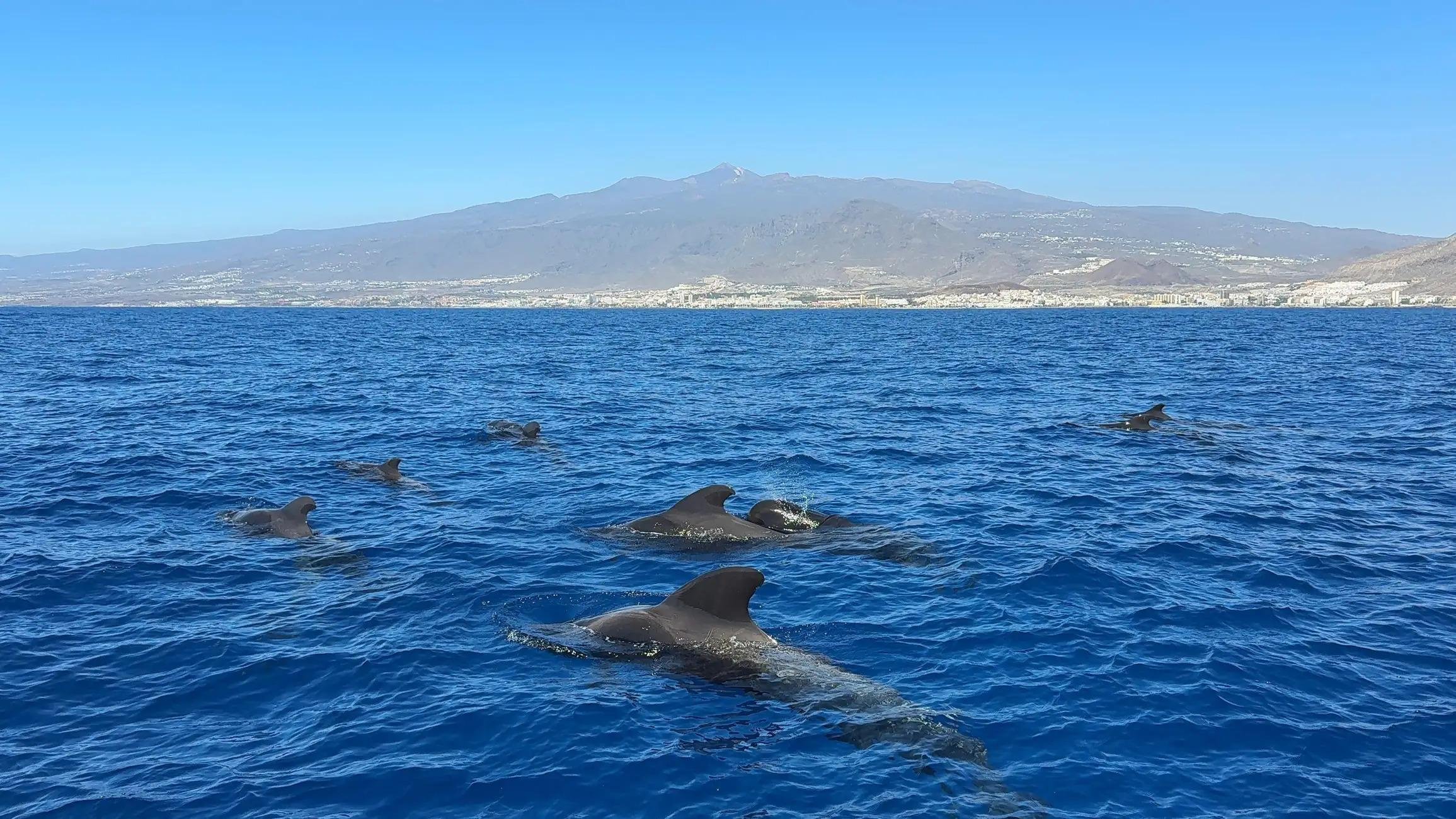 Tenerife Eco-Yacht Whale & Dolphin Watching Cruise