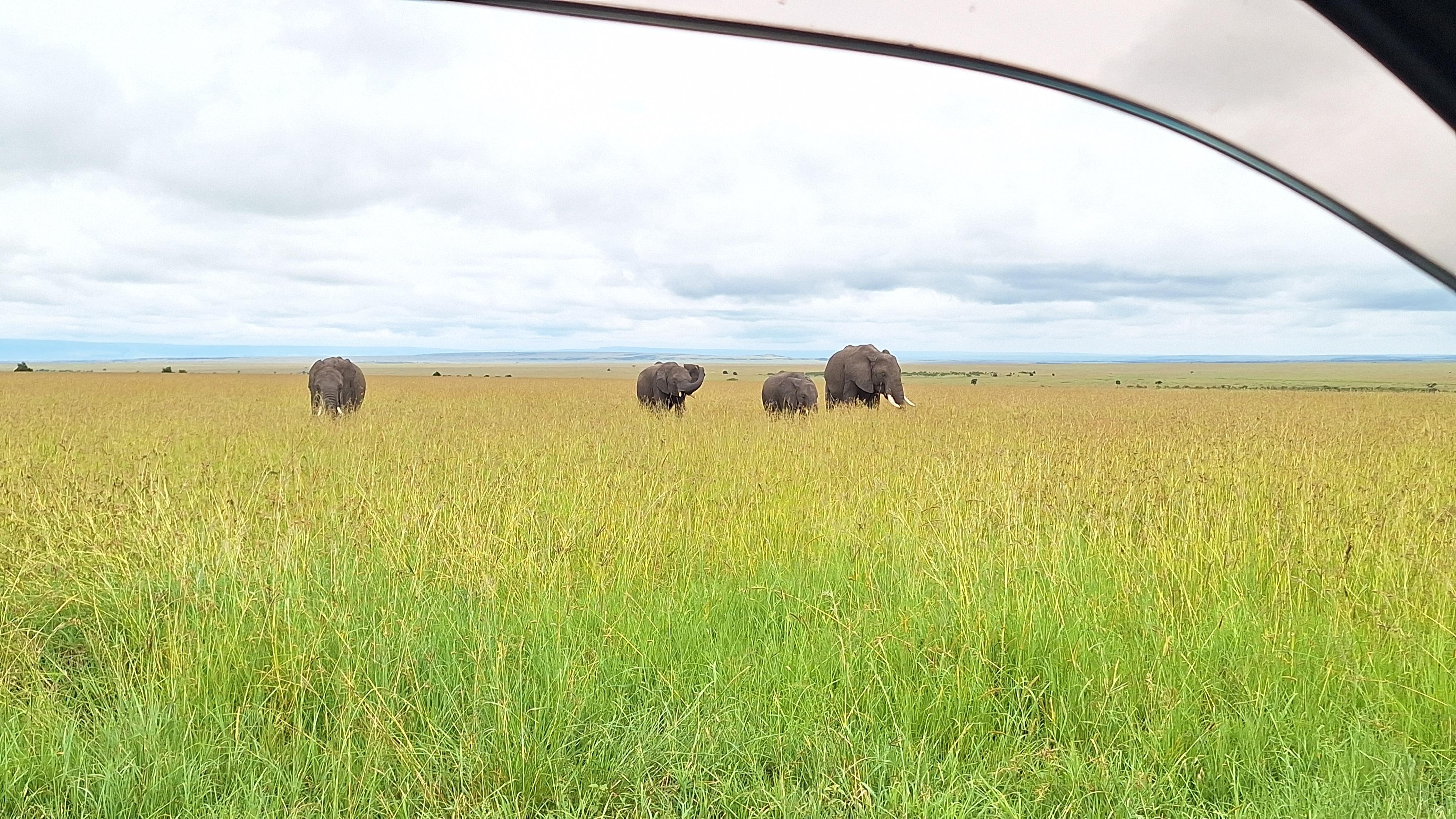 Maasai Mara Express: 1-Day Safari from Nairobi