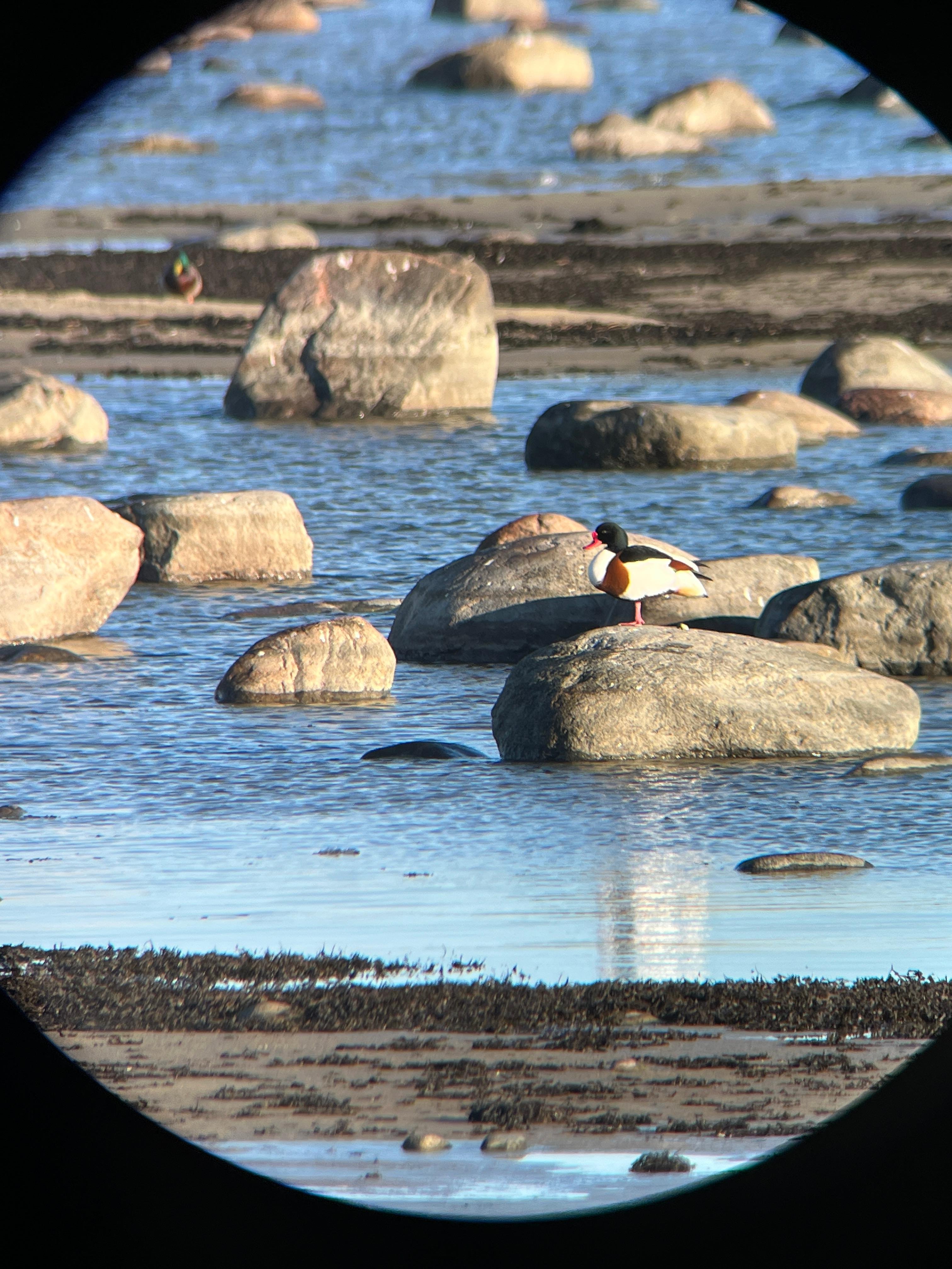 Tallinn: Birdwatching and Abseiling Tour with Picnic