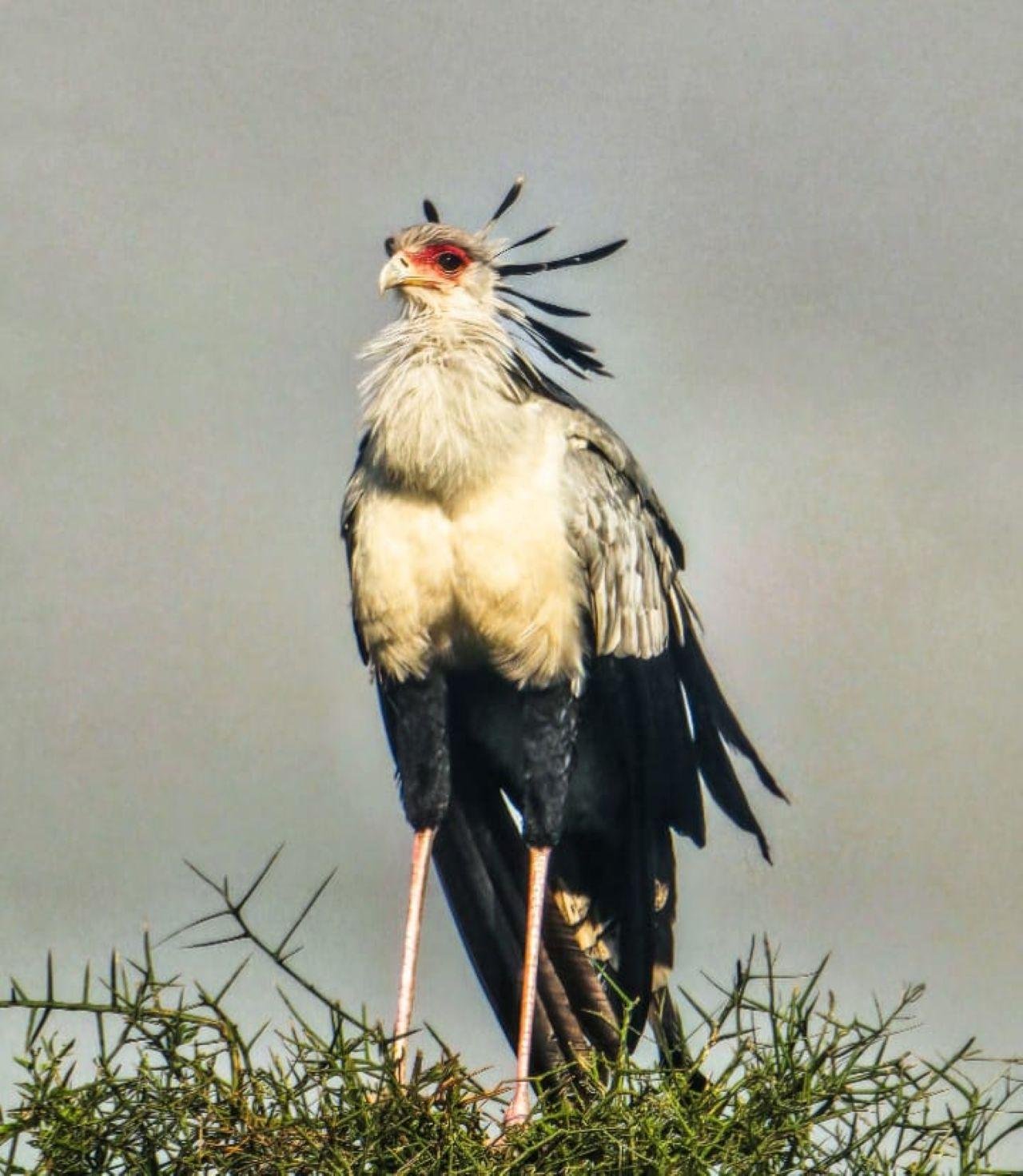 3-Day Maasai Mara Shared Jeep Safari from Nairobi