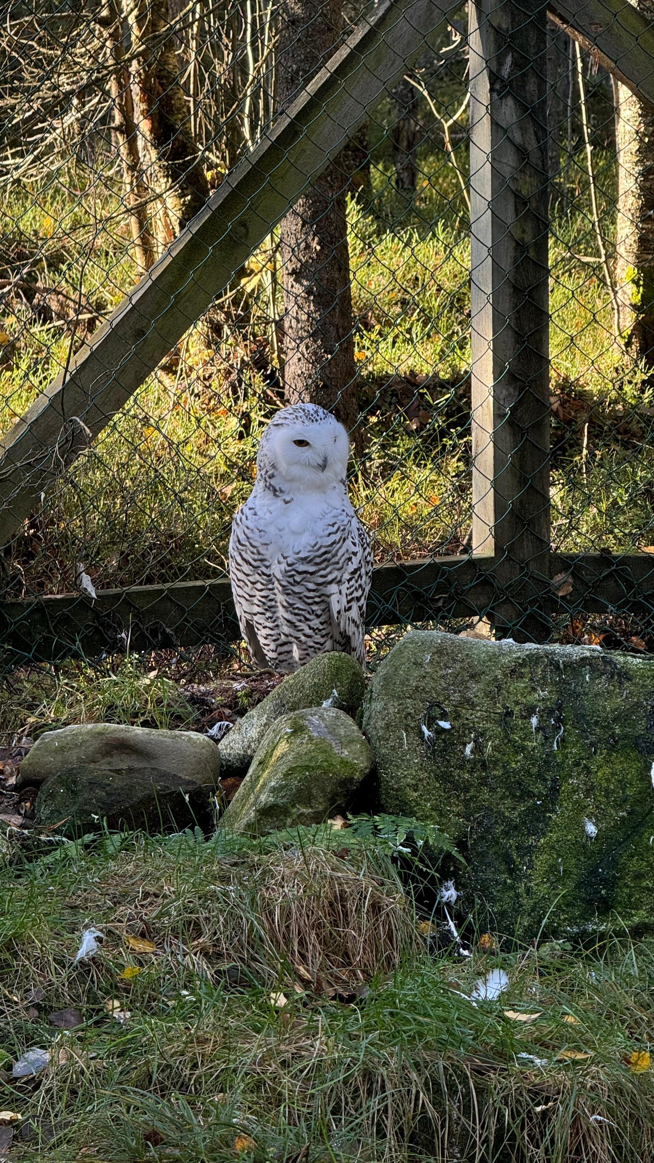 Ranua Wildlife Park Day Trip from Rovaniemi