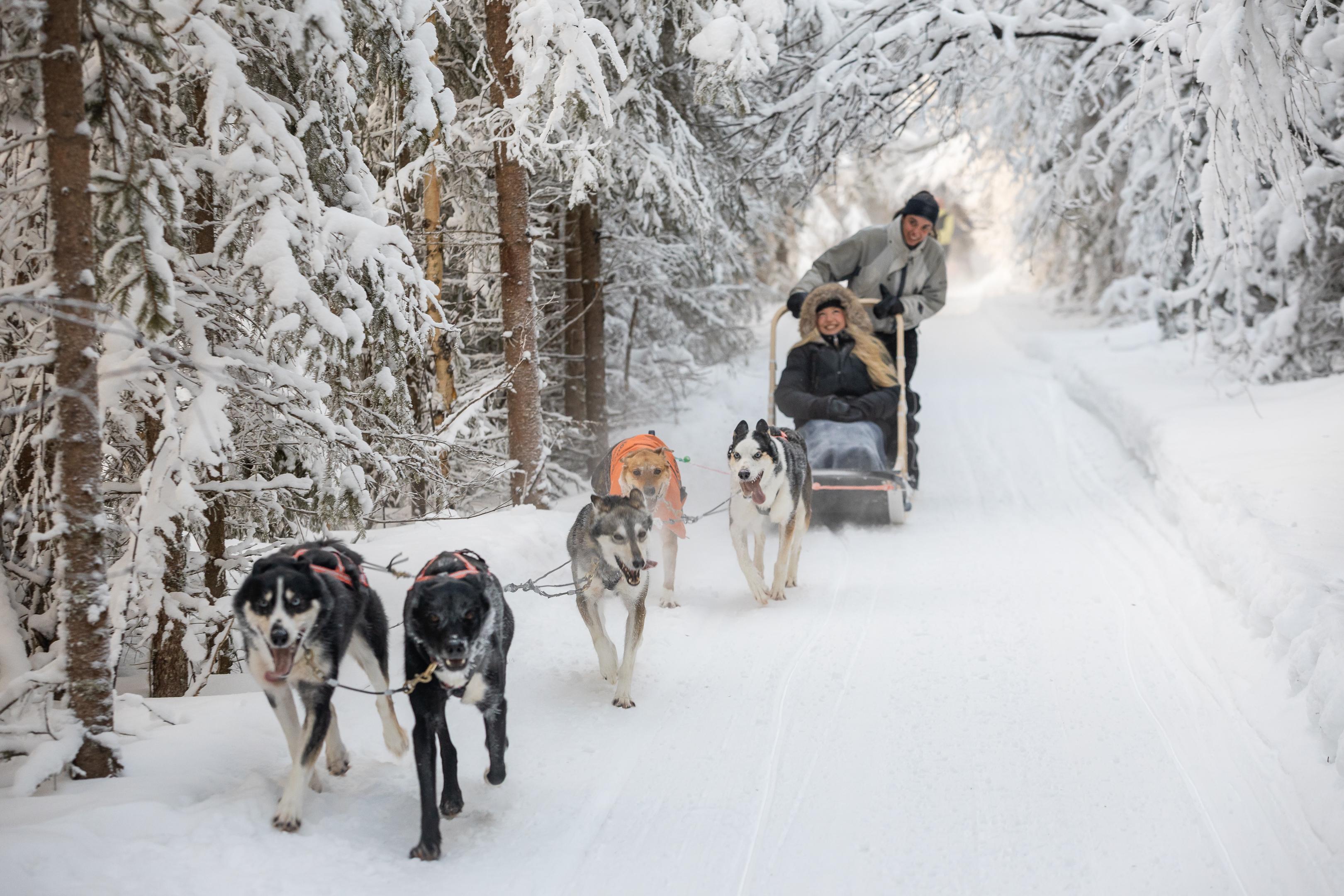 Rovaniemi Daytime Husky Safari