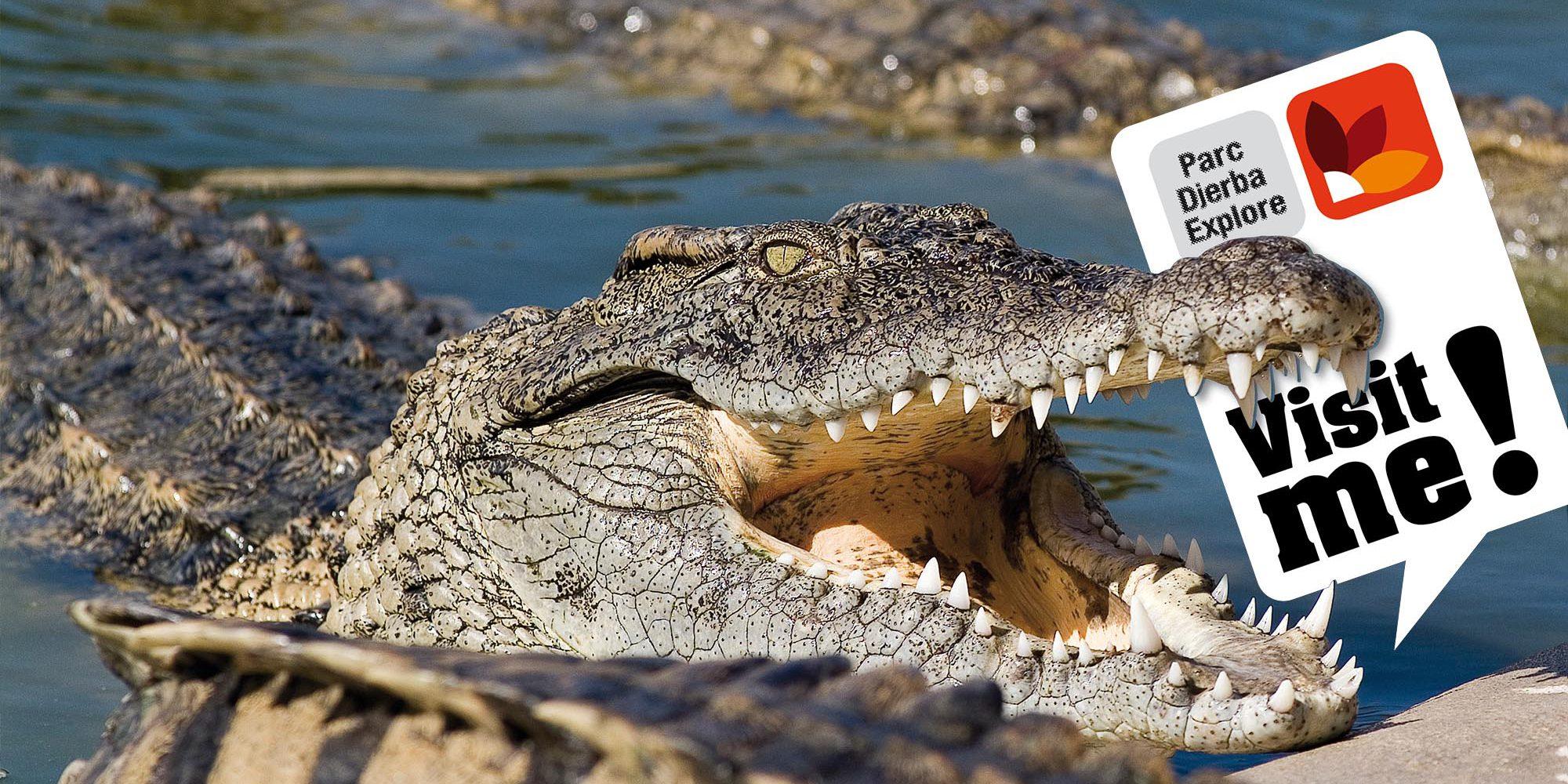 Djerba Explorer: Crocodile Park & Lalla Hadria Museum