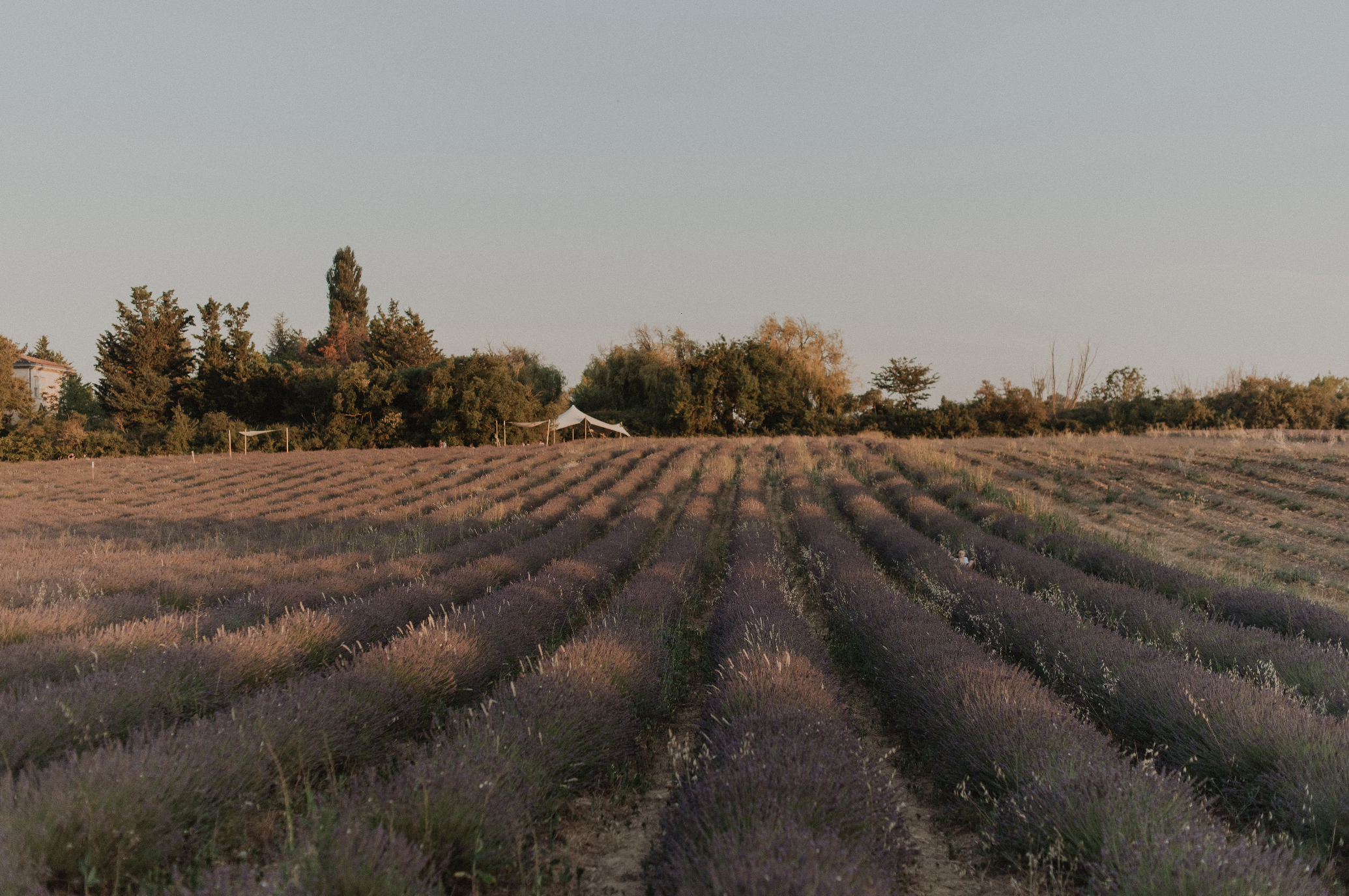 Valensole lavender fields in Provence — guided lavender tour photo 5