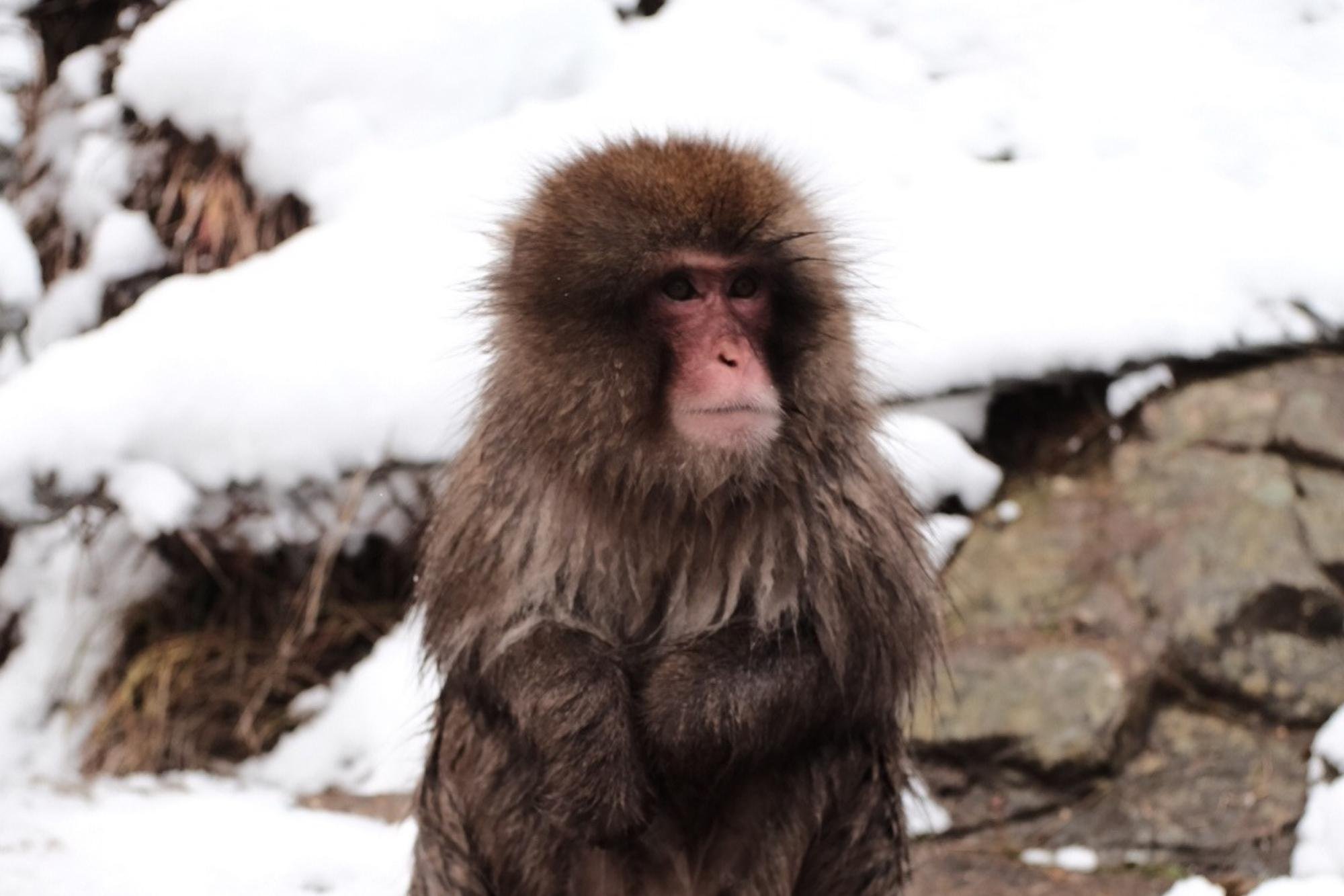 Nagano Private Day Tour: Snow Monkeys & Togakushi Shrine