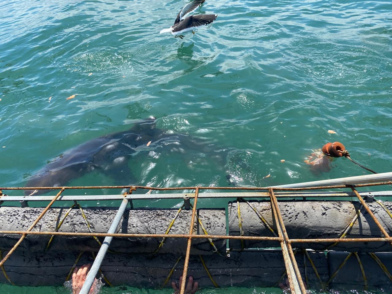 Private Shark Cage Diving Day Tour from Cape Town