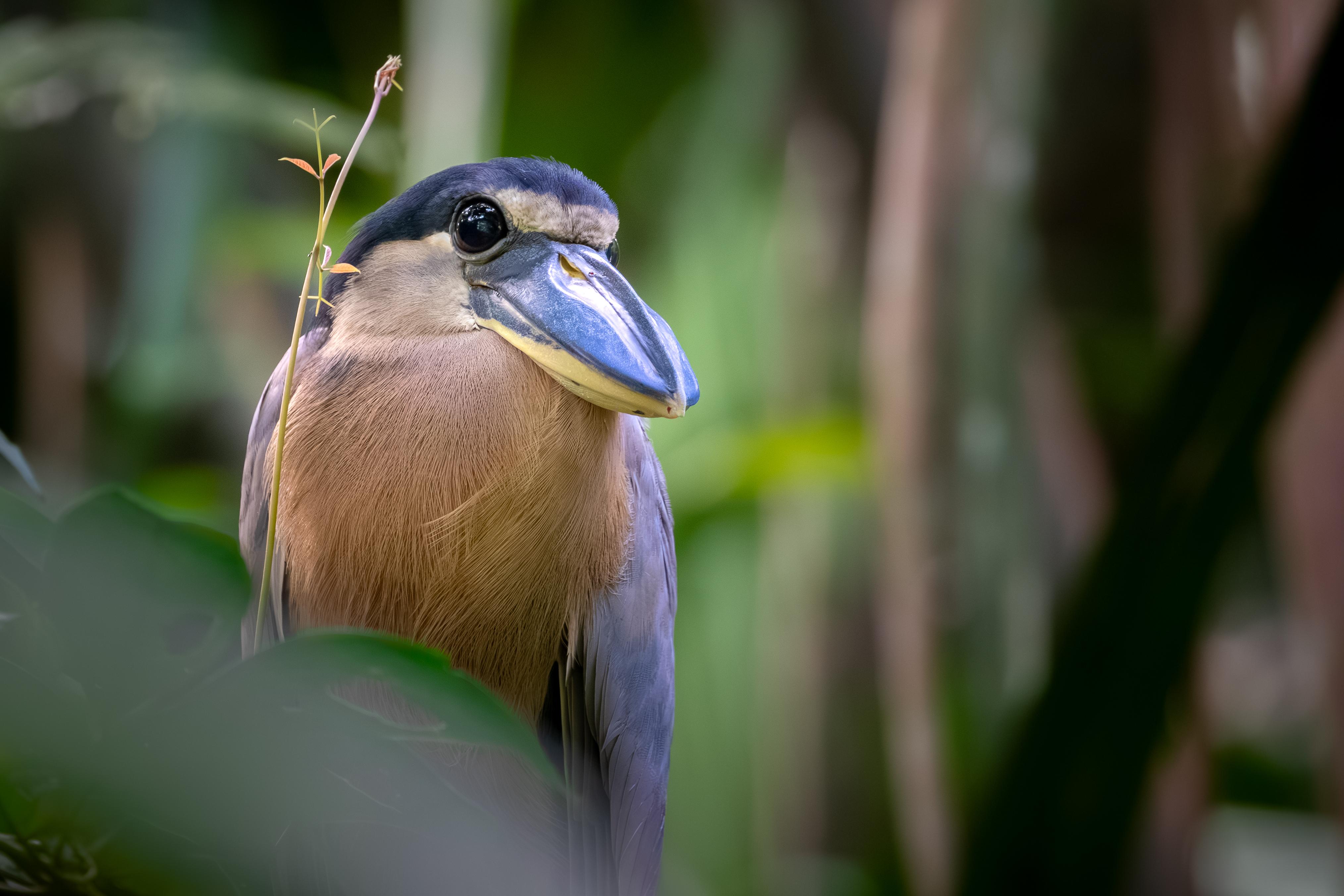 Tortuguero Canal Wildlife Boat Tour