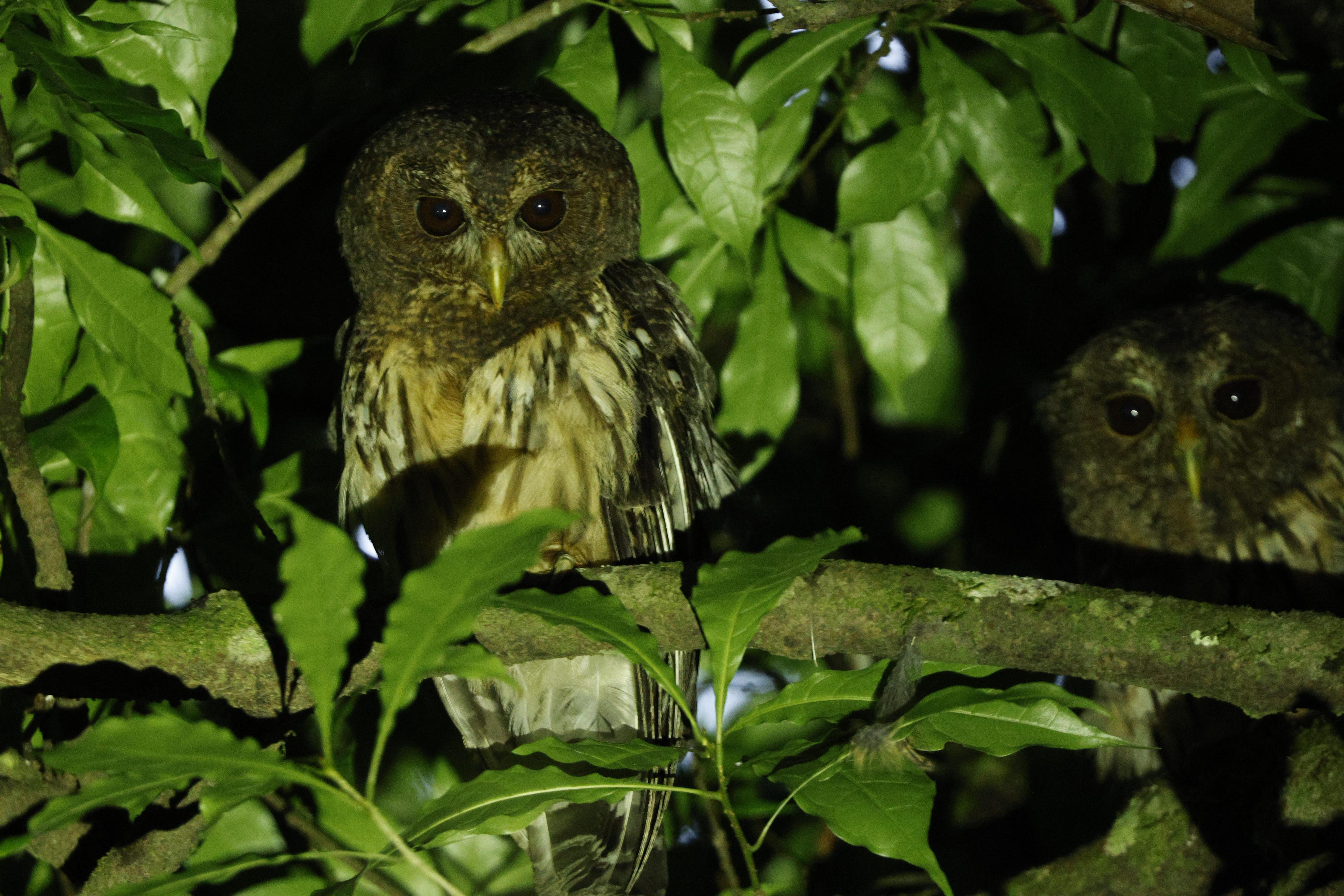 Monteverde Night Walk: Easy Wildlife Spotting Near Santa Elena