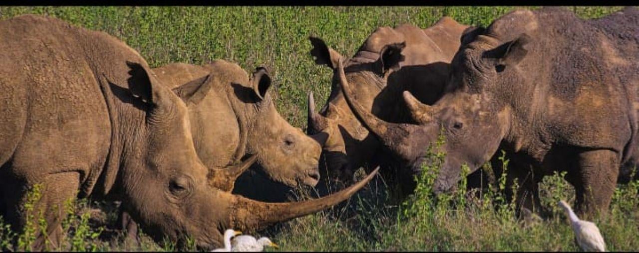 Nairobi Safari: National Park, Elephant Orphanage & Giraffe Center