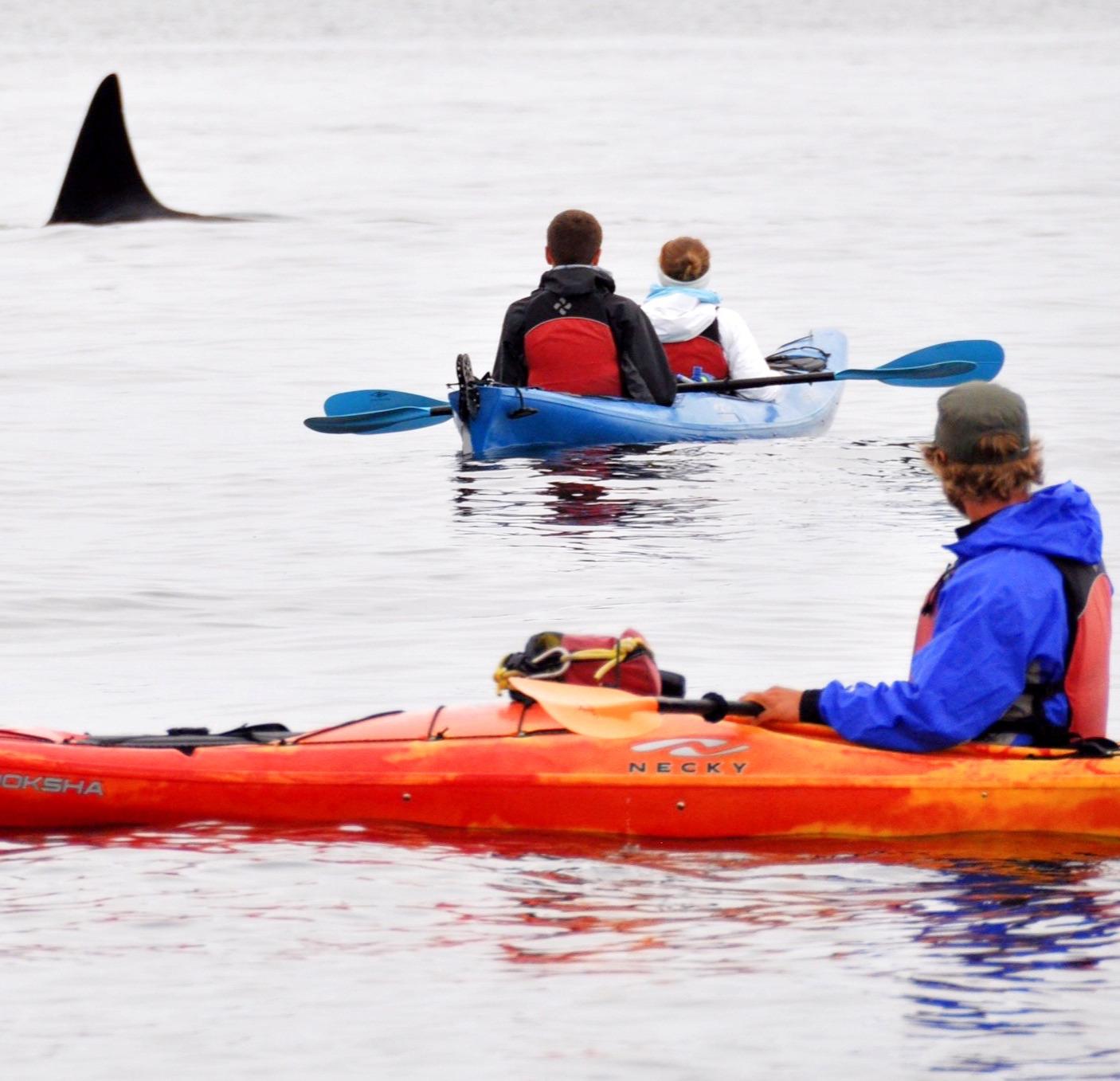 Orcas Island Wildlife Kayak Adventure
