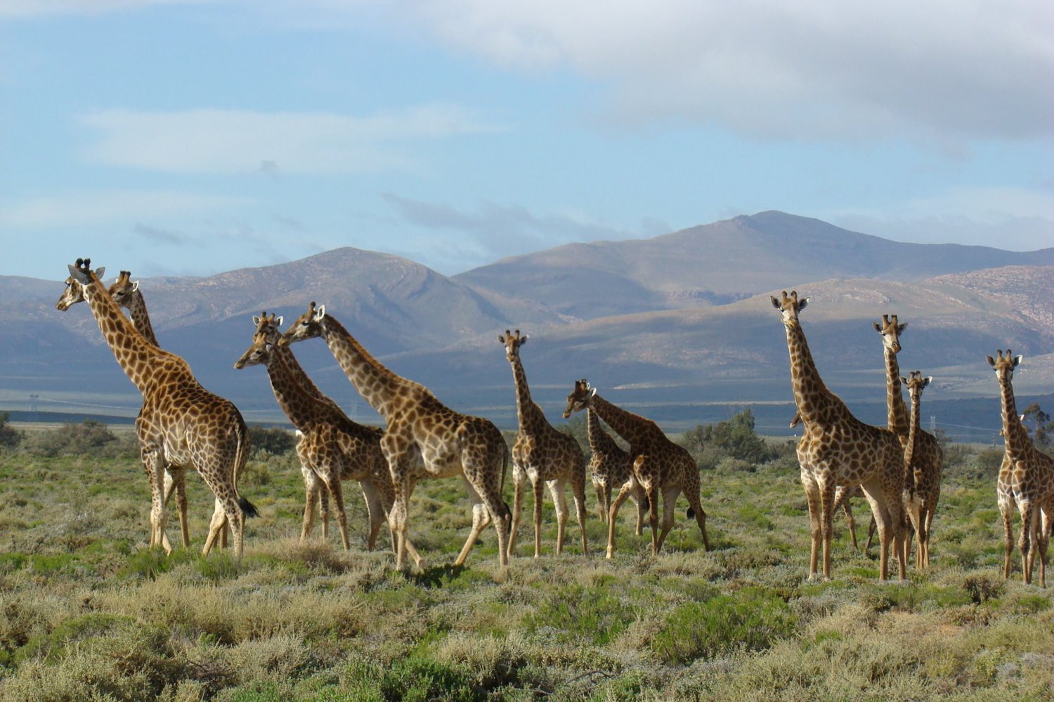 Cape Town to Garden Route: 2-Day Big Five Safari Adventure