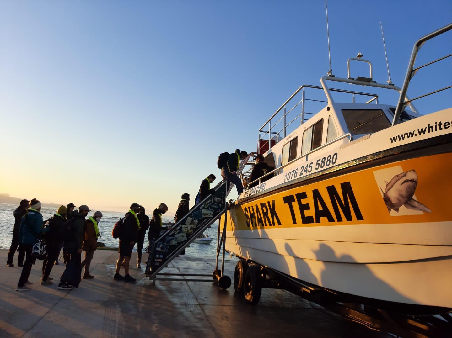 Shark Cage Diving from Cape Town or Hermanus – White Shark Projects