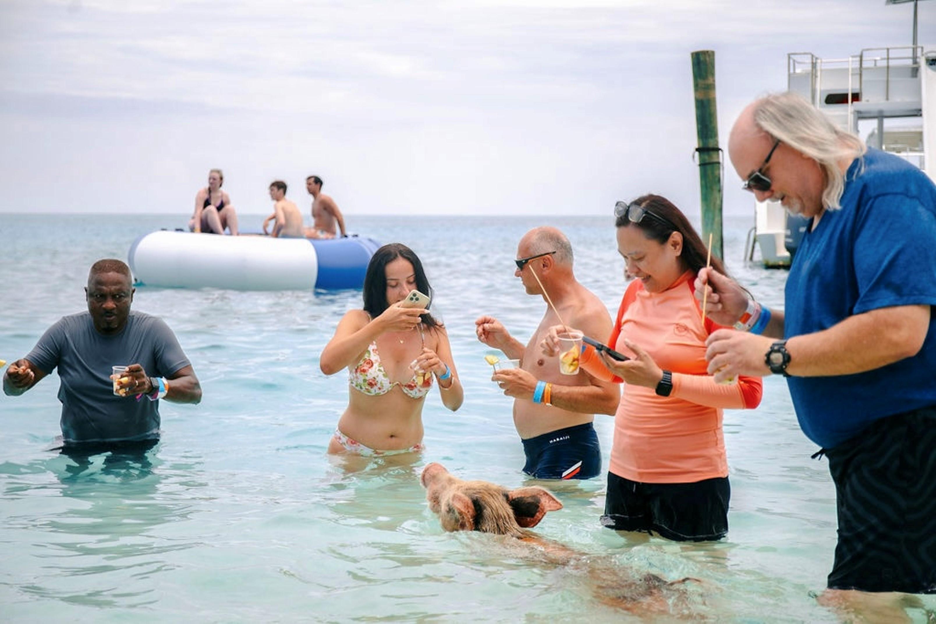Rose Island Swimming Pigs Express from Nassau