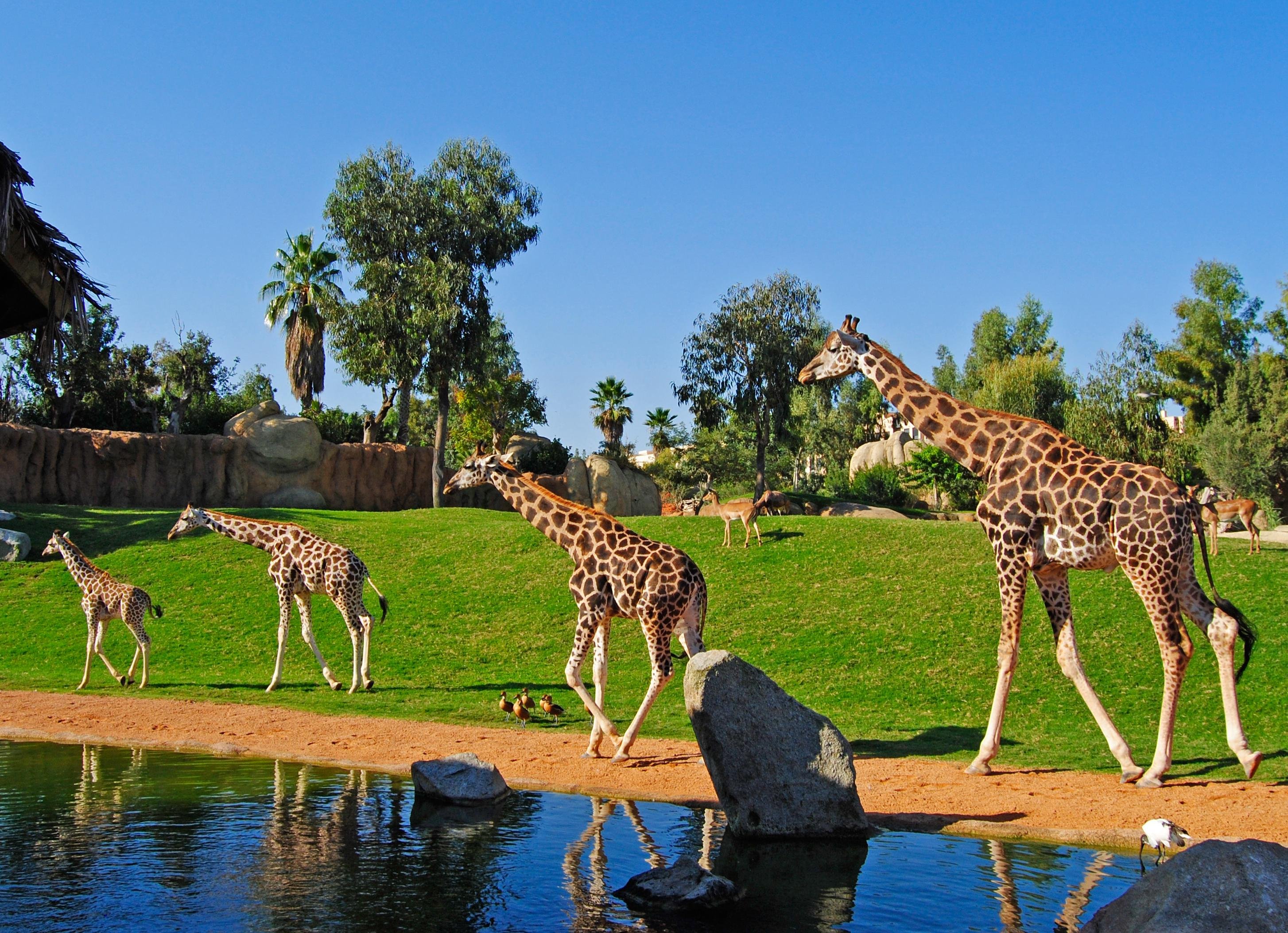 Bioparc Valencia Entry Ticket