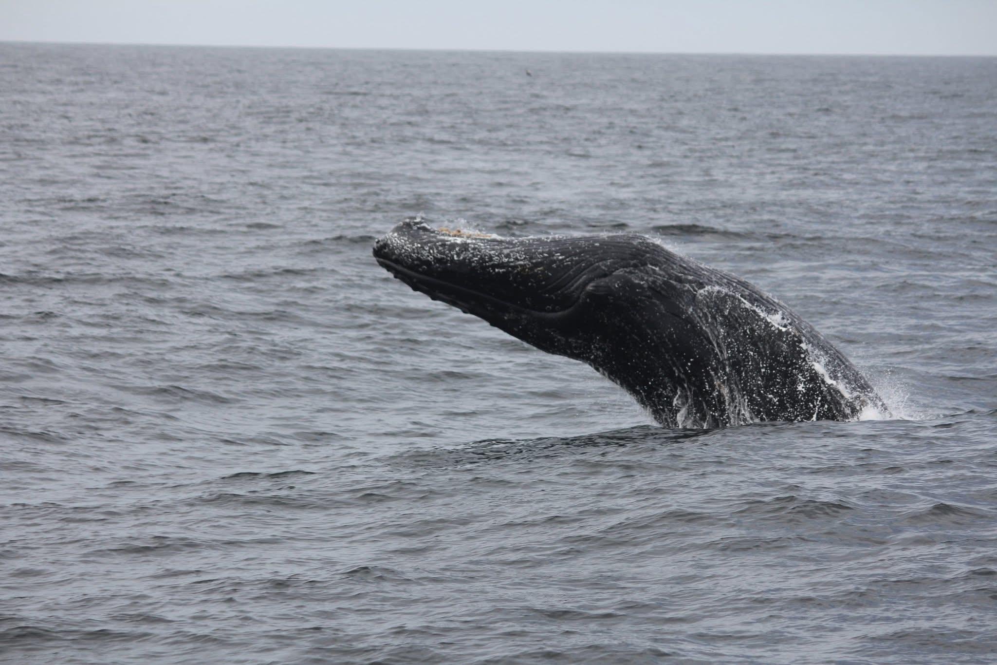 A humpback whale breaching