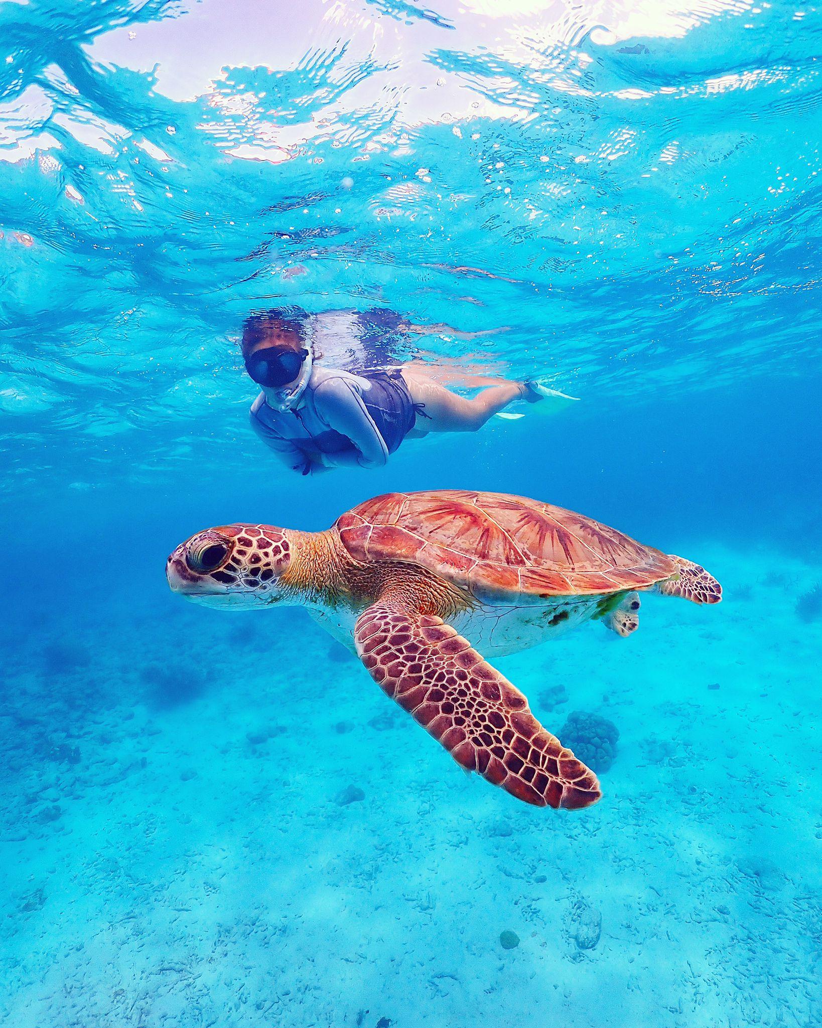 Marine Park Drift Snorkeling Adventure with Klein Bonaire