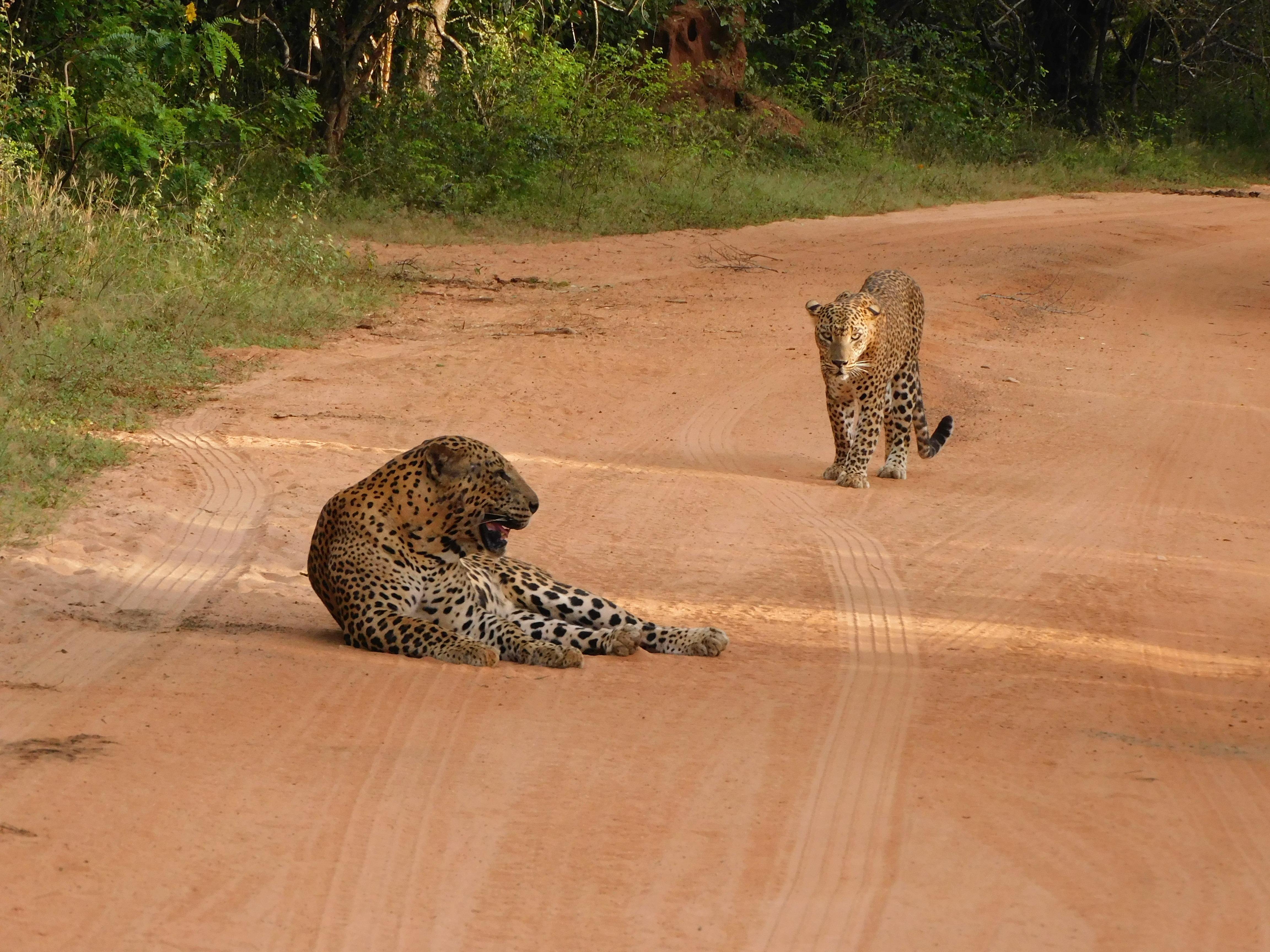 Yala National Park Safari Expedition