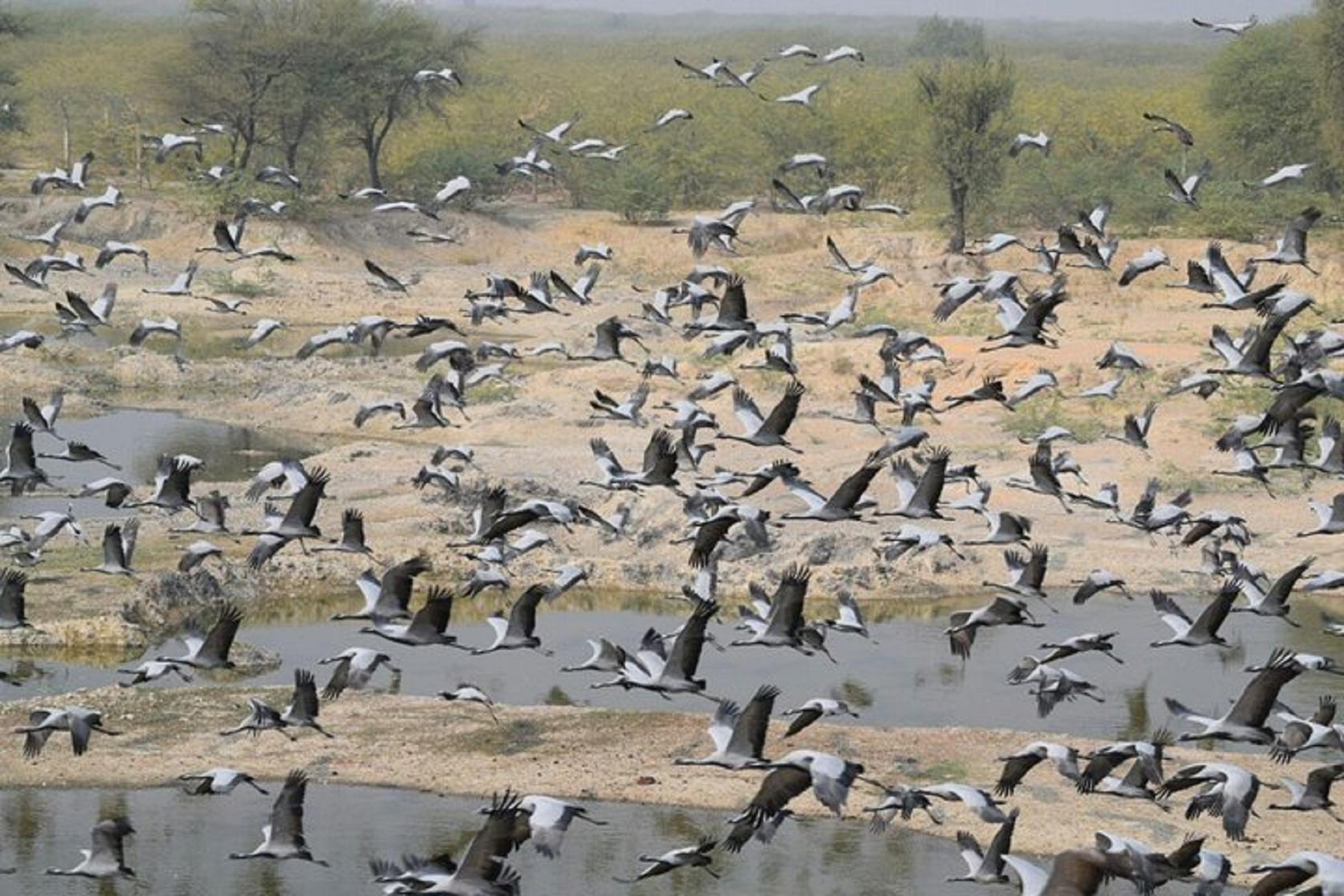 Jodhpur Bishnoi Village Safari with Traditional Meal